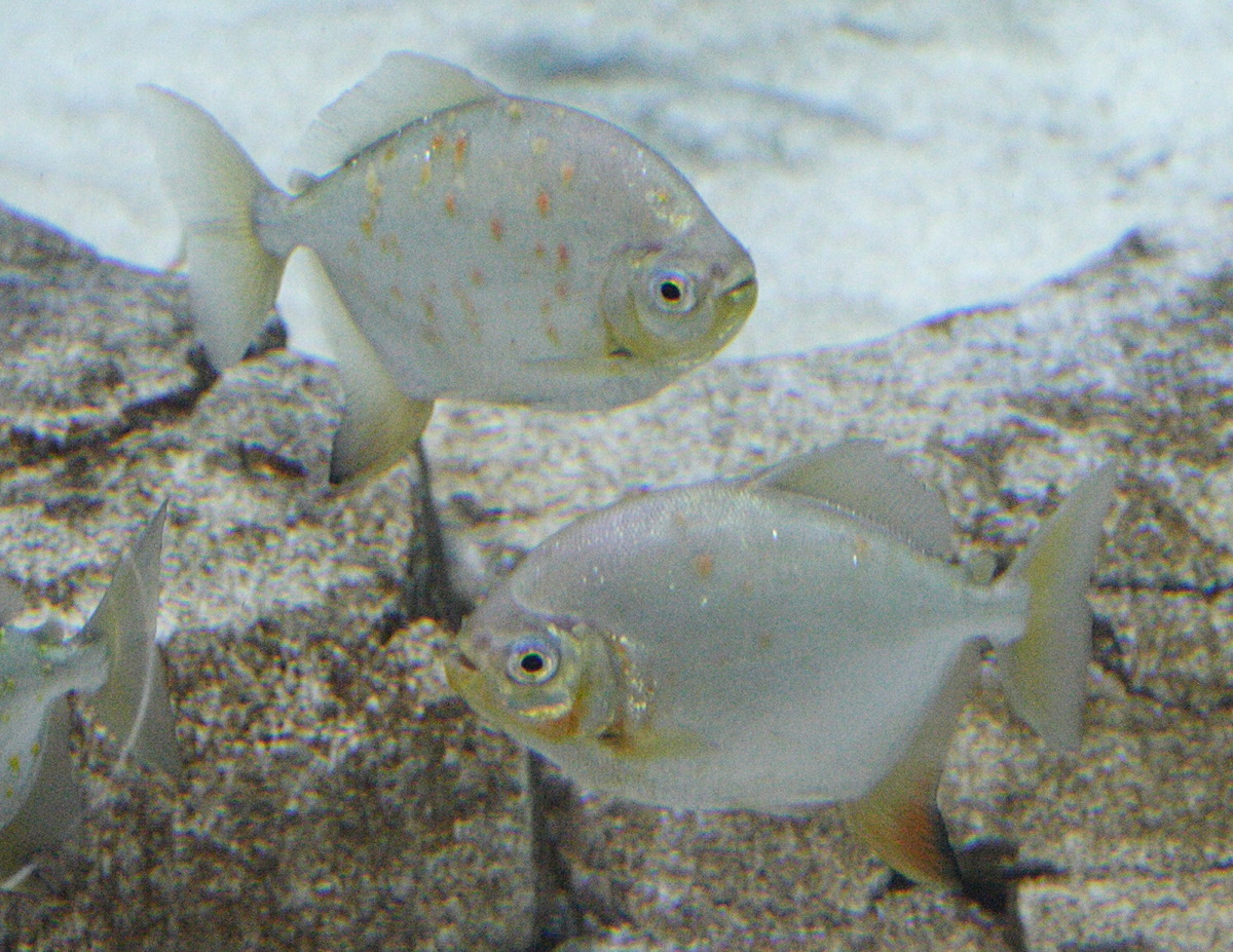 Afficher le média Myloplus_rubripinnis Myloplus_rubripinnis