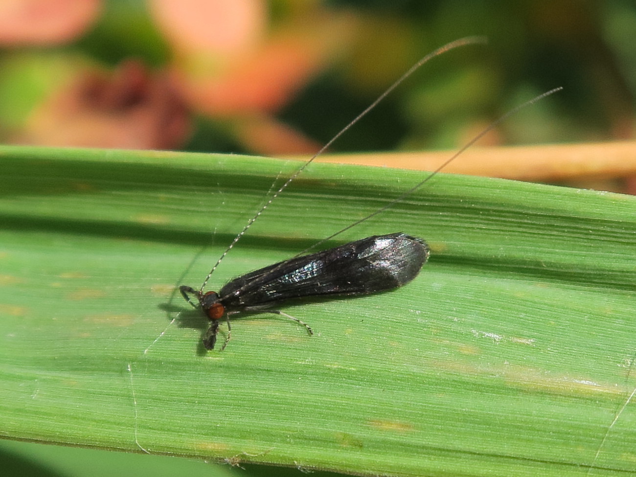 mystacides_azureus3md