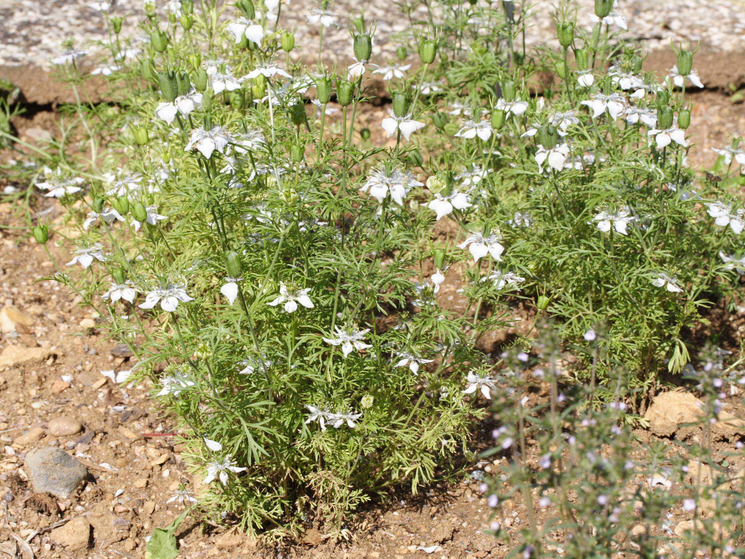 Afficher le média nigella_sativa4md nigella_sativa4md