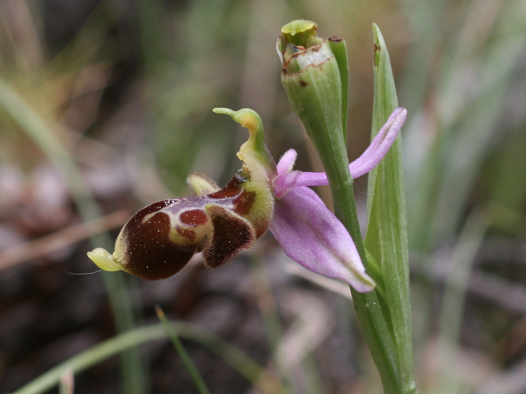 ophrys_scolopax2md