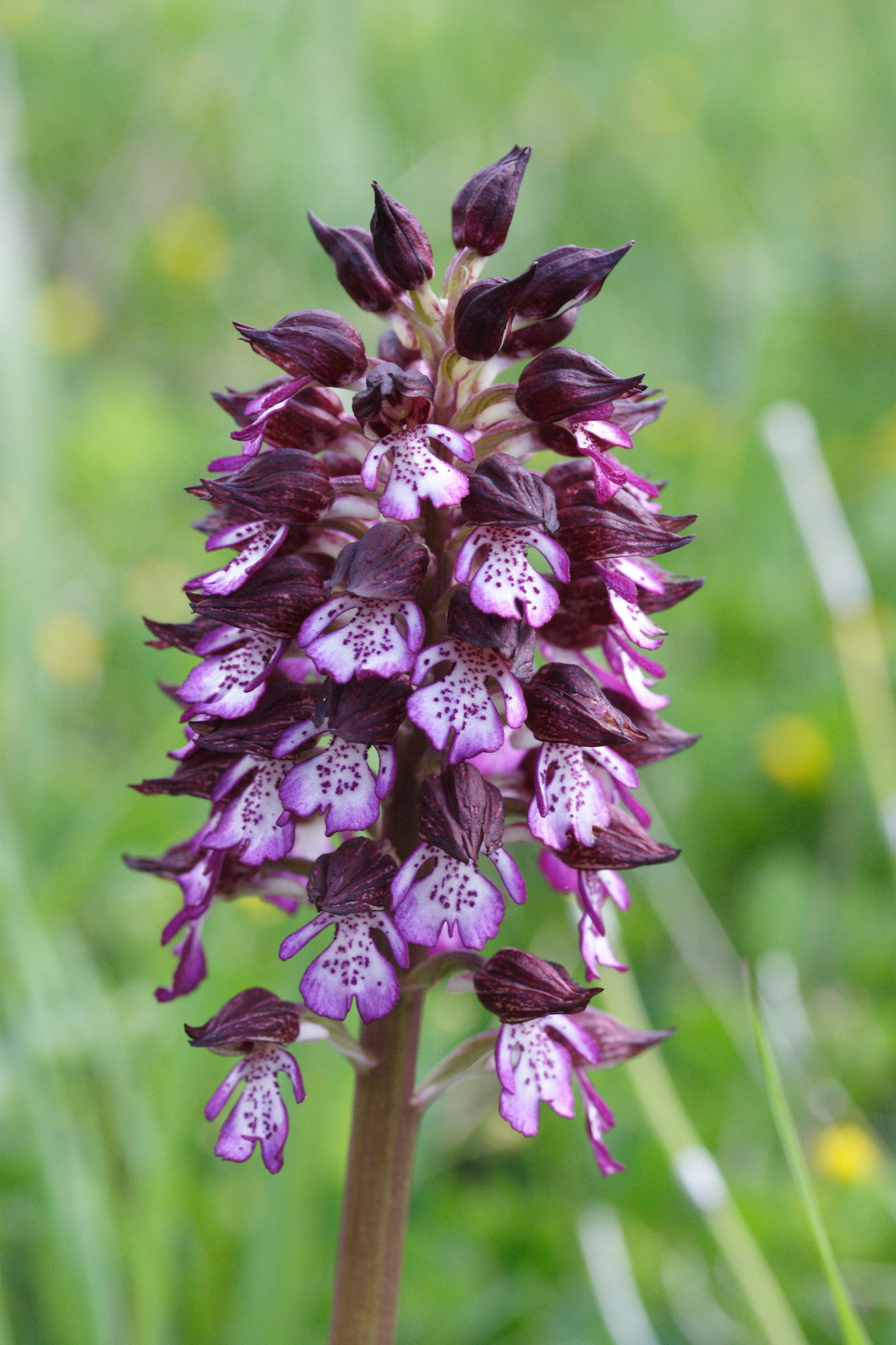 Afficher le média orchis_purpurea5md orchis_purpurea5md