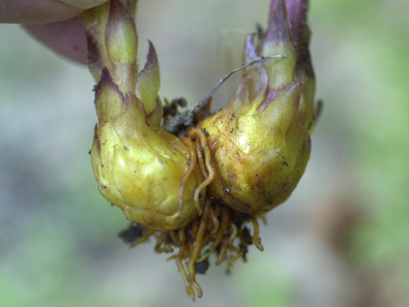 Afficher le média orobanche_minor3md orobanche_minor3md