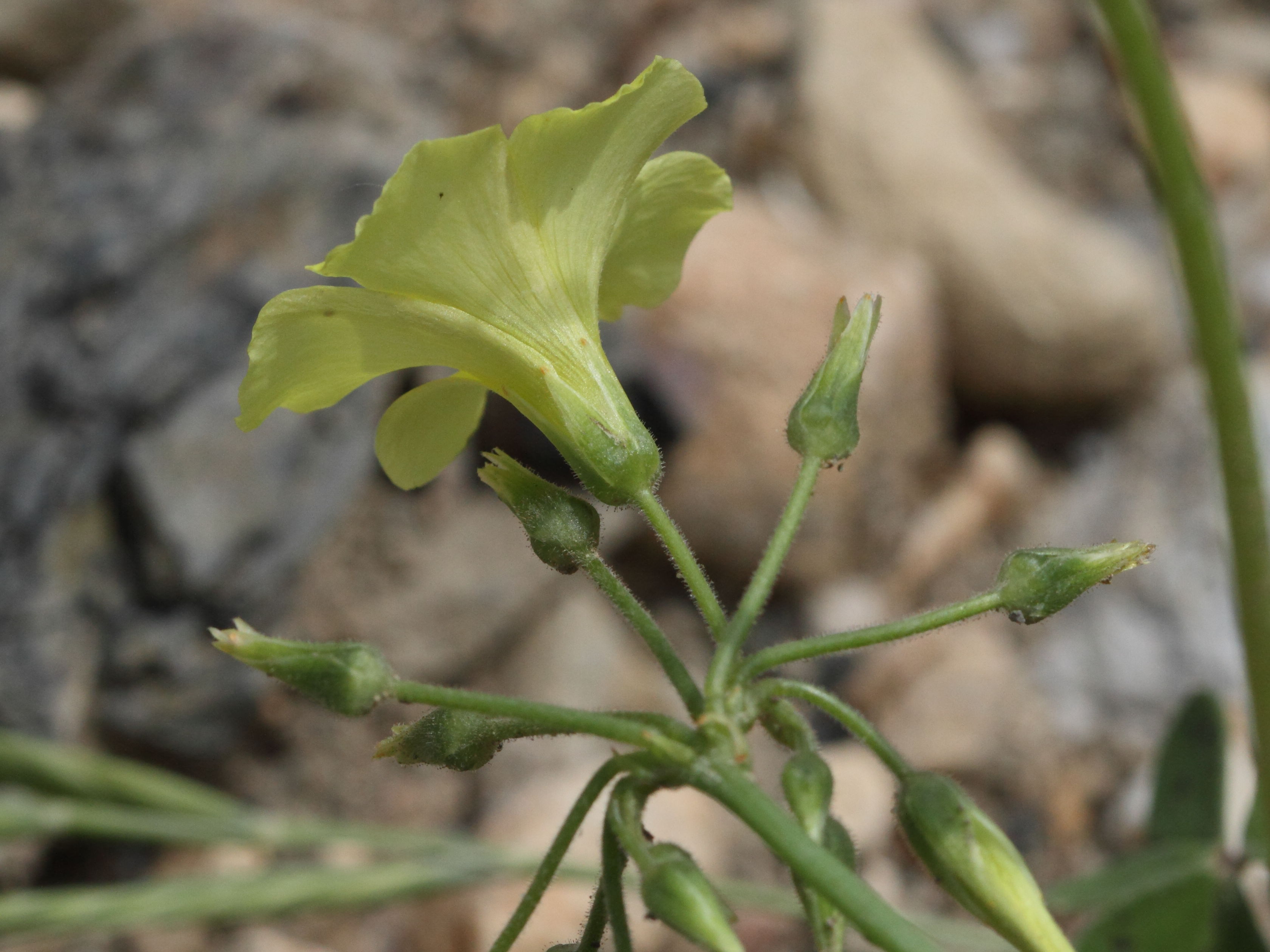 oxalis_pes-caprae4bd