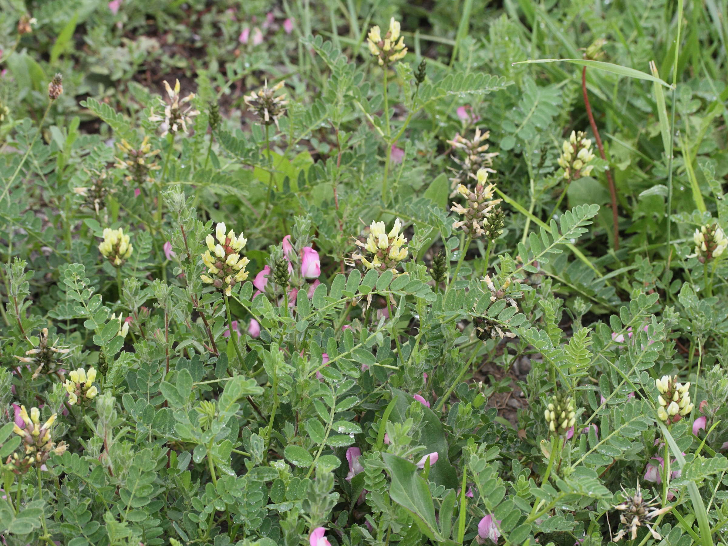 oxytropis_campestris1amd