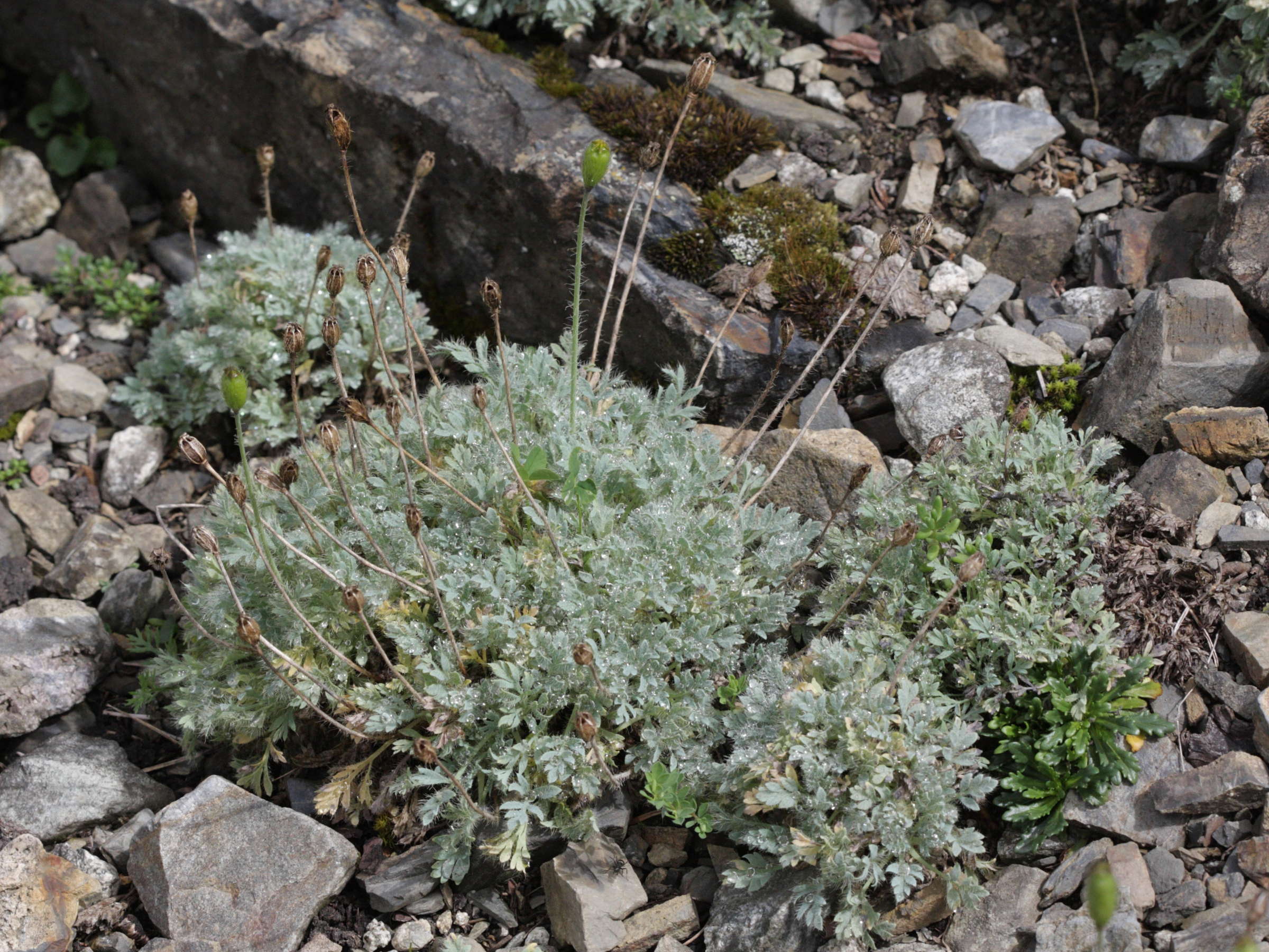 Afficher le média papaver_lapeyrousianum1bd papaver_lapeyrousianum1bd