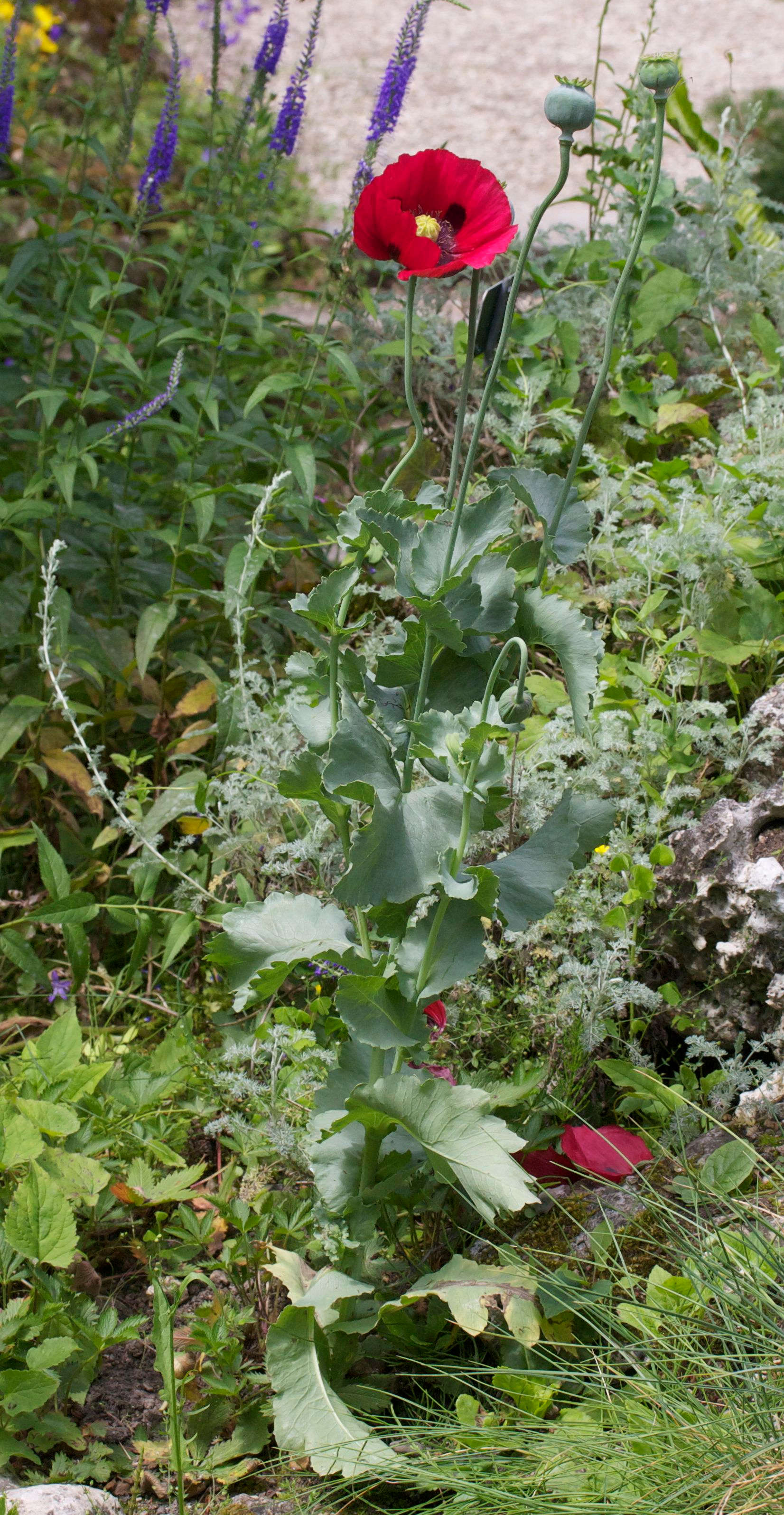 Afficher le média papaver_somniferum4md papaver_somniferum4md