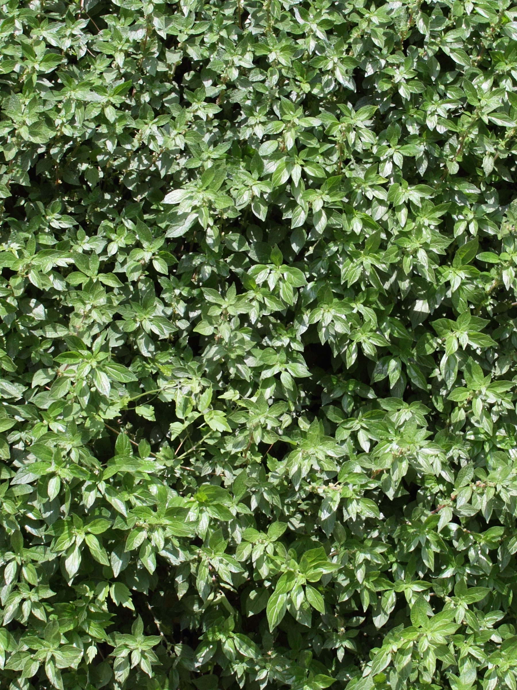 Afficher le média parietaria_officinalis4md parietaria_officinalis4md