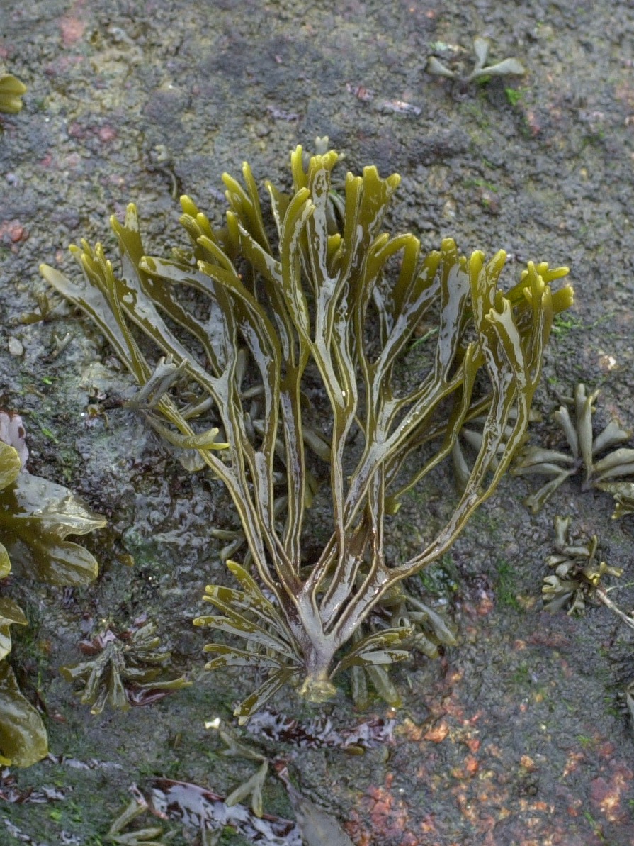 pelvetia_caniculata1md