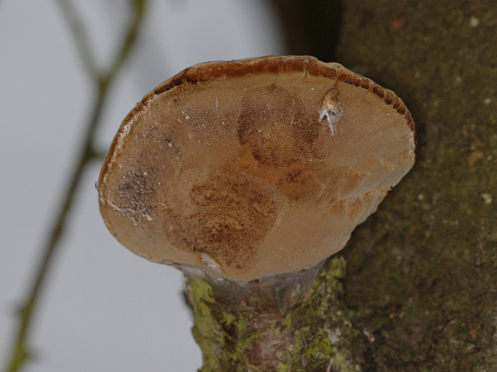 phellinus_tuberculosus3md