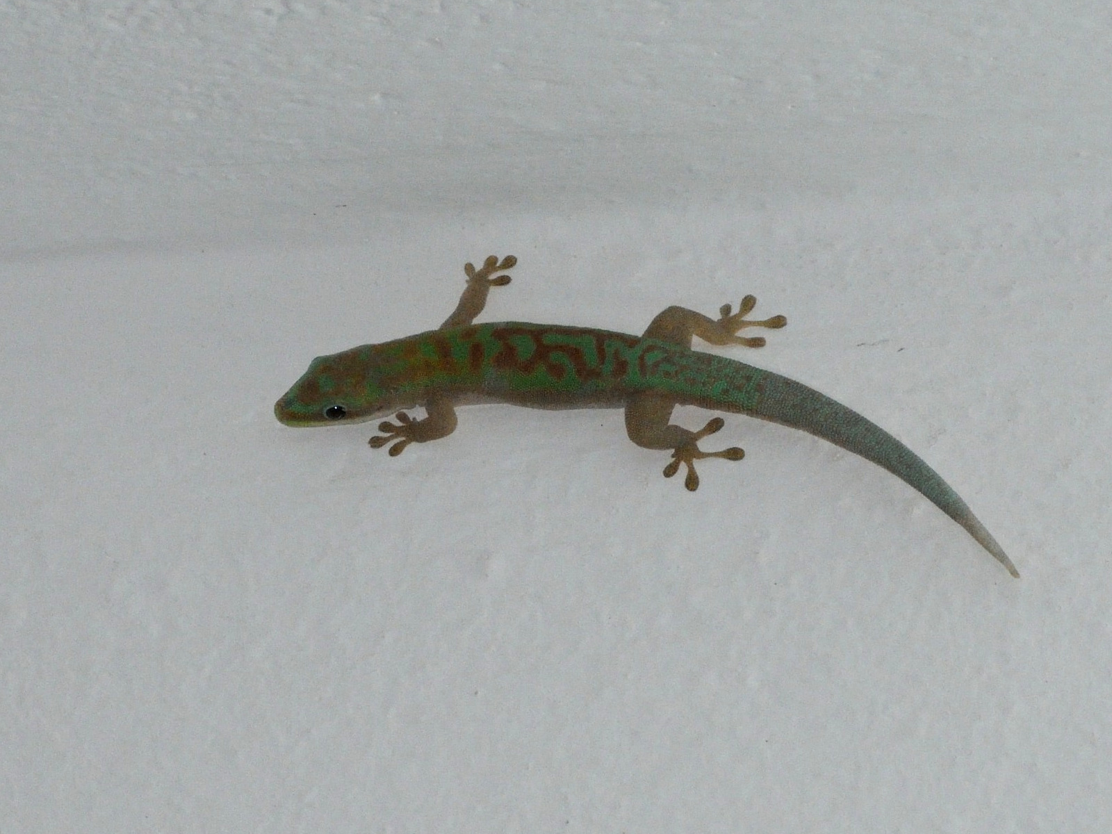 phelsuma_modesta1md