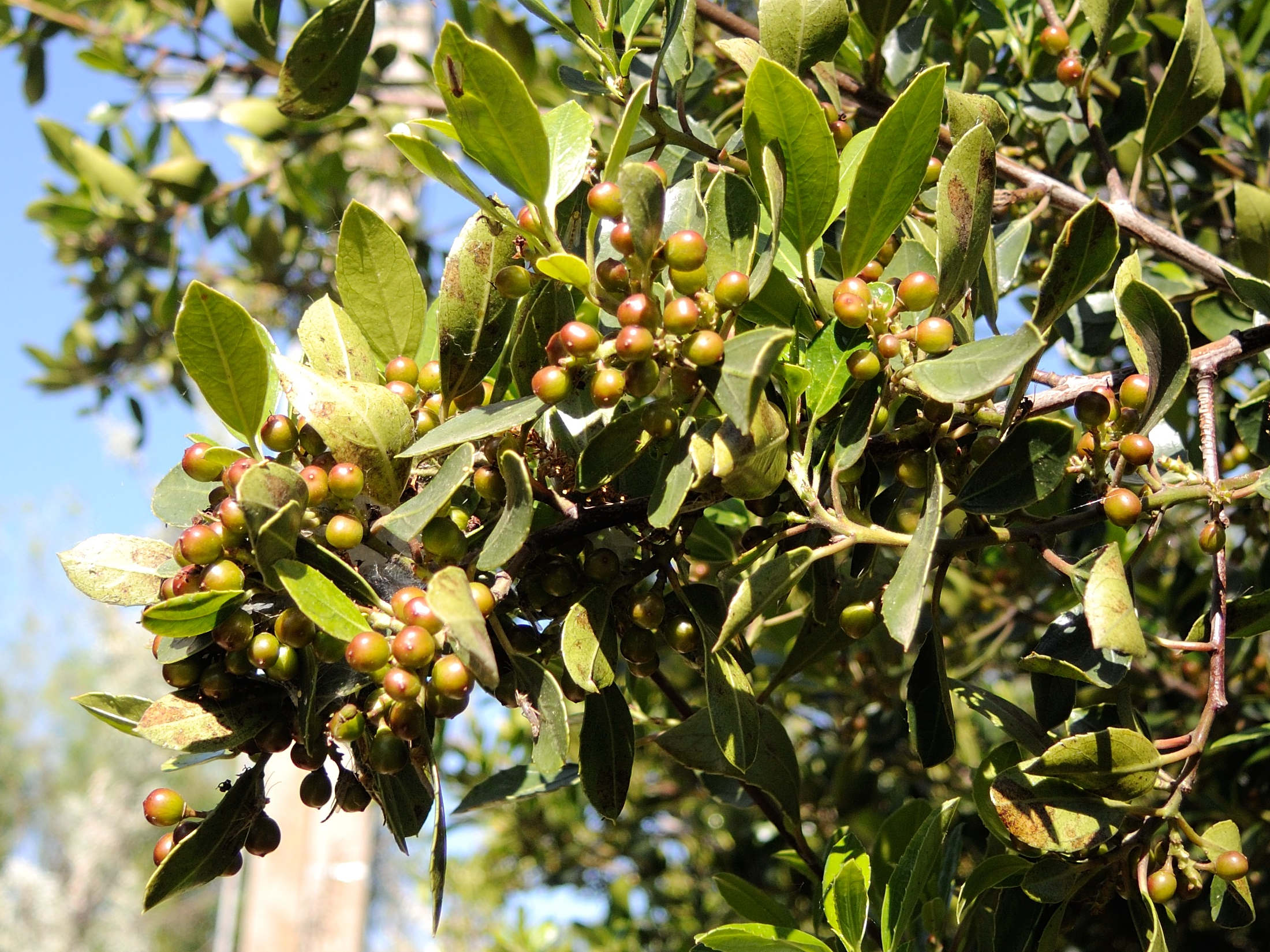 phillyrea_latifolia5md