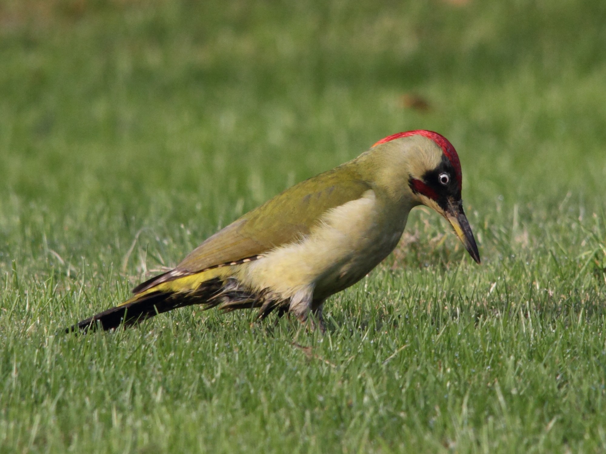 pic_vert_-_picus_viridis8md