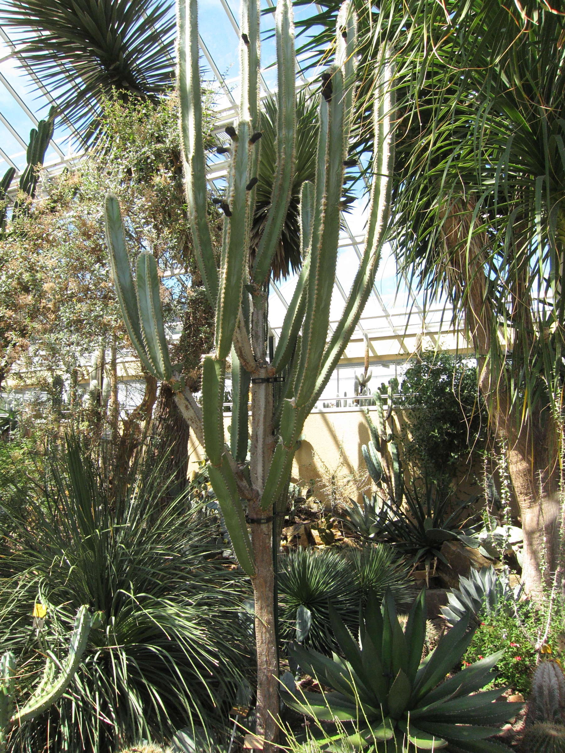 pilosocereus_catingicola1bd