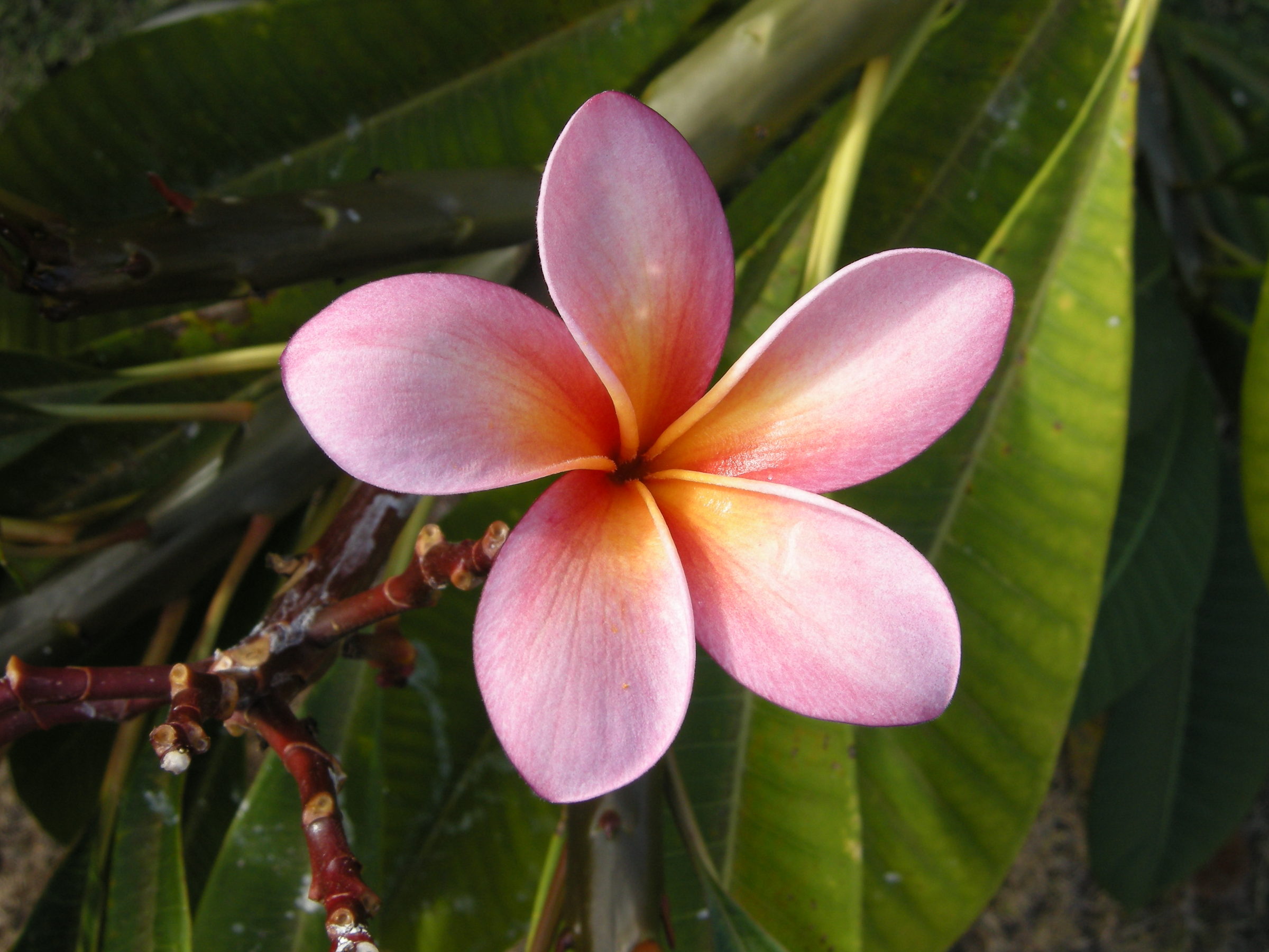 plumeria_rubra2md