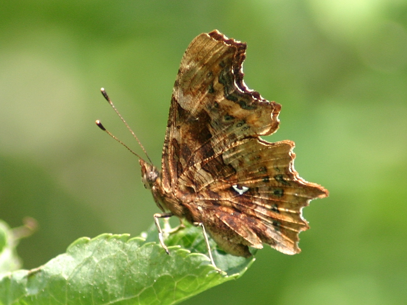 polygonia_c-album5sd