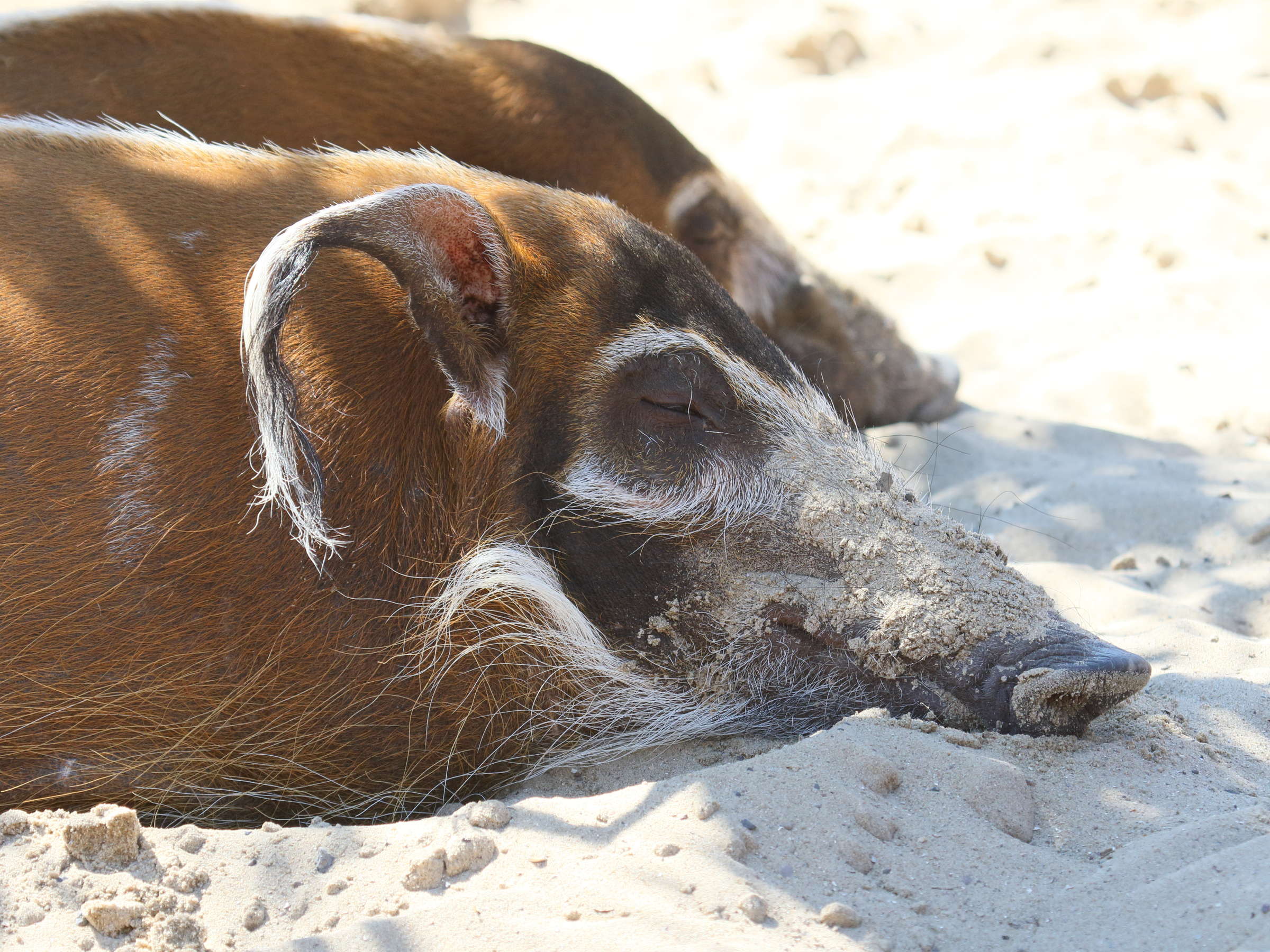 Potamochoerus_porcus