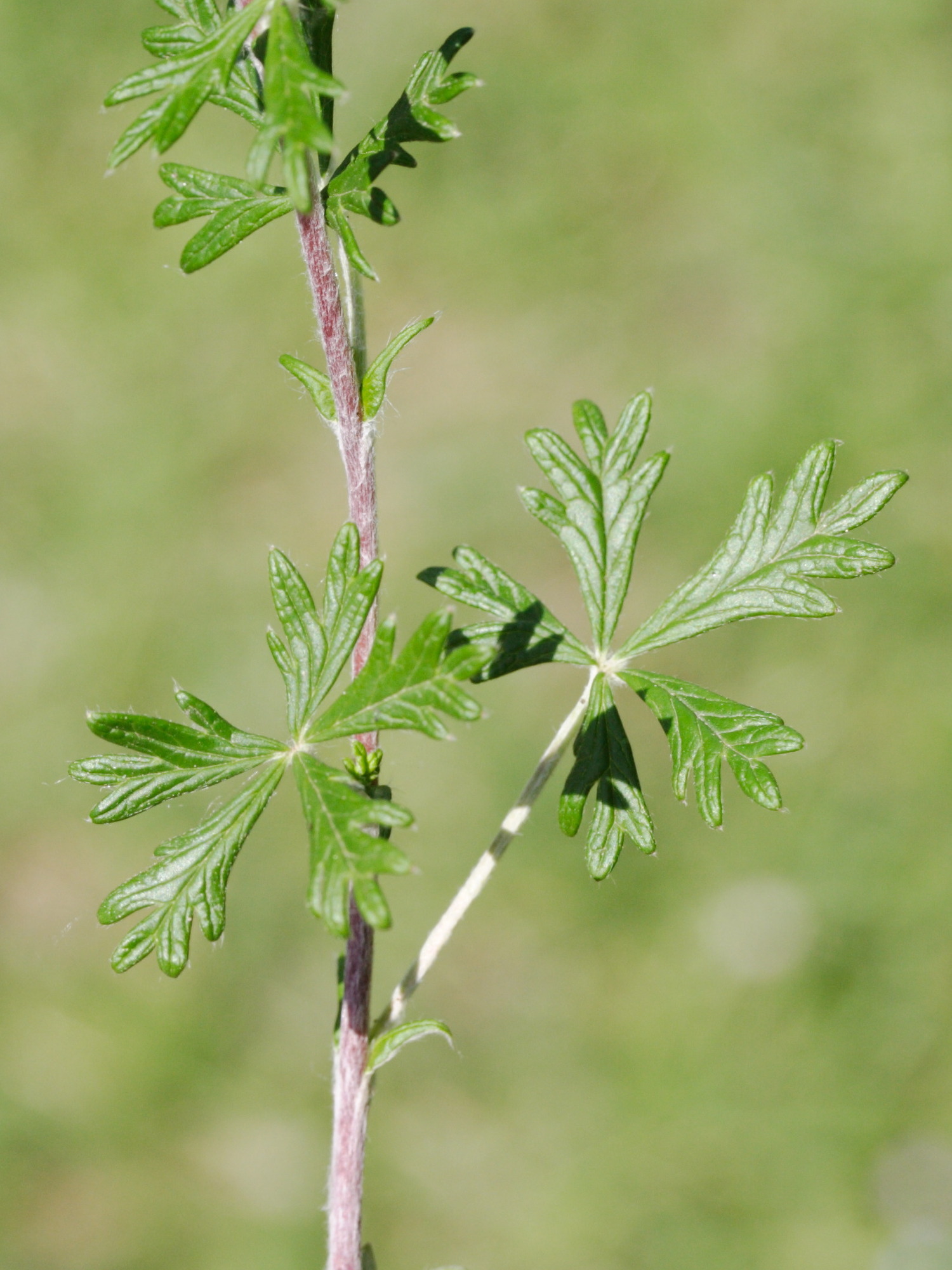 potentilla_argentea4md