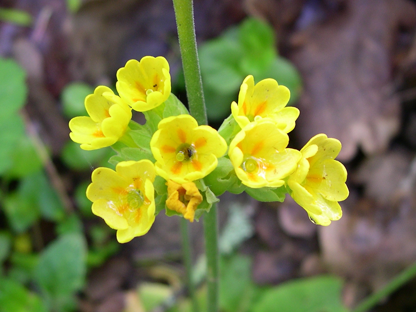 Afficher le média Primula_veris Primula_veris