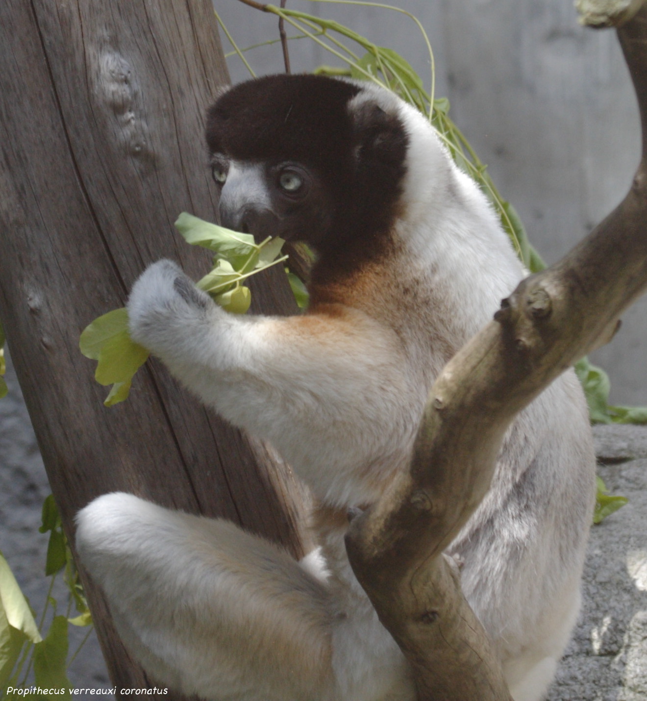 propithecus_coronatus4bd