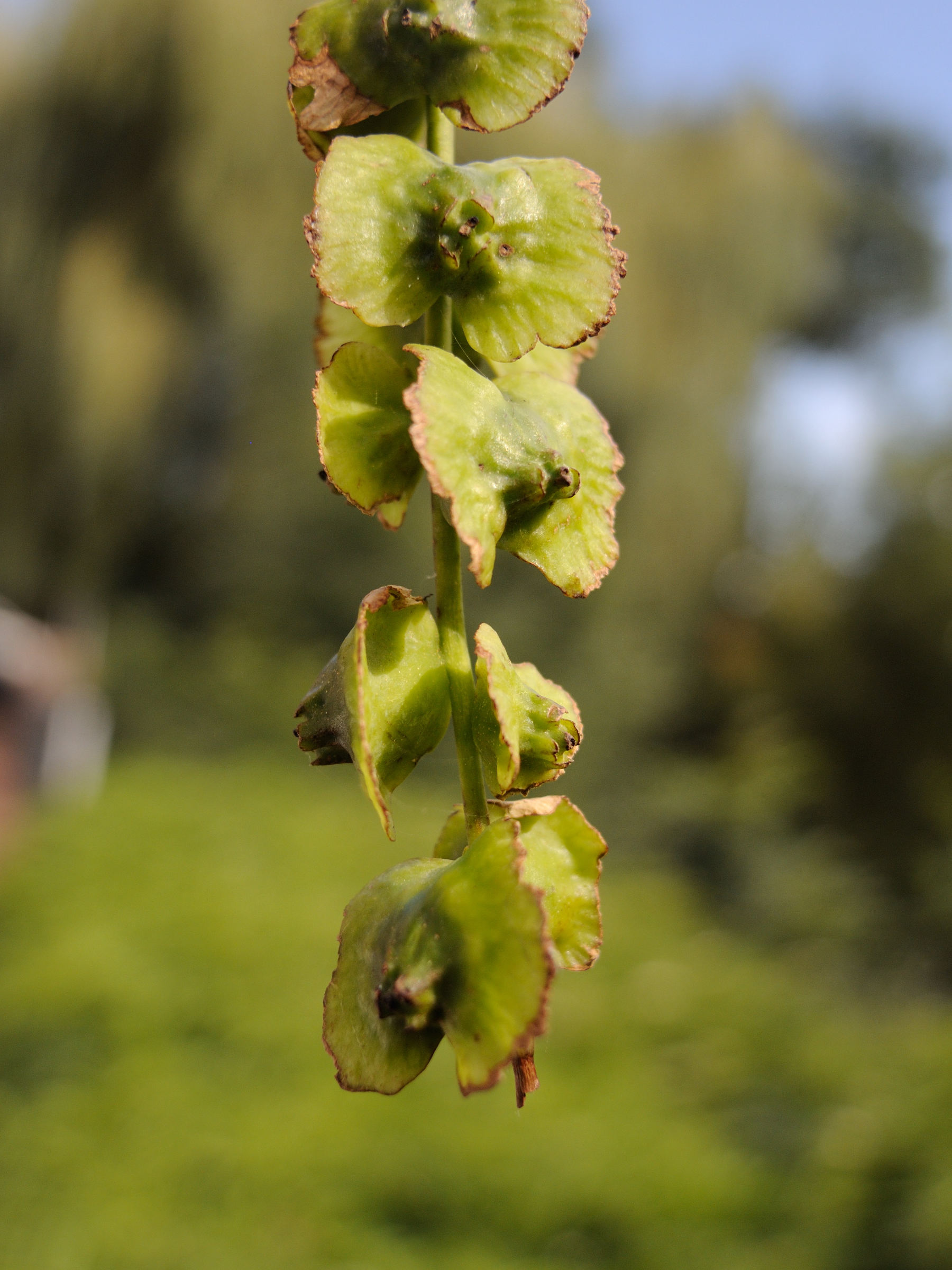 pterocarya_fraxinifolia7bmd