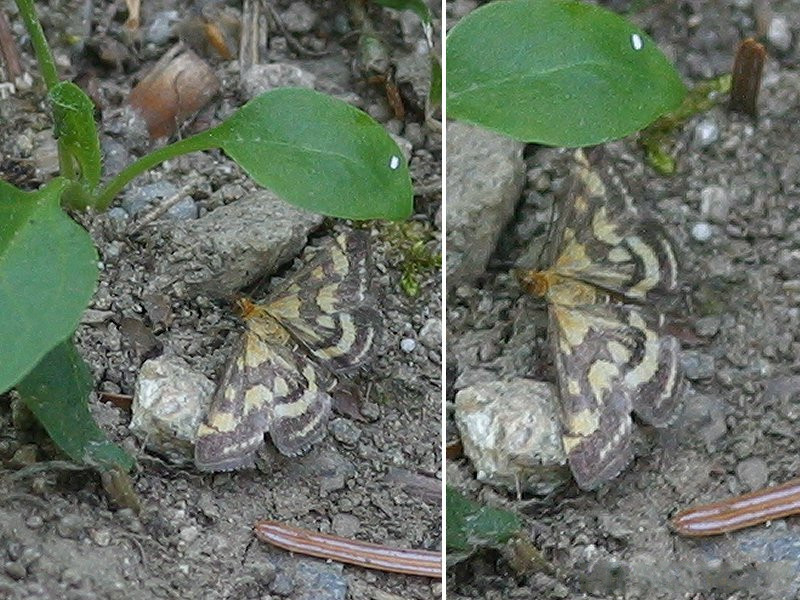 pyrausta_purpuralis1bd