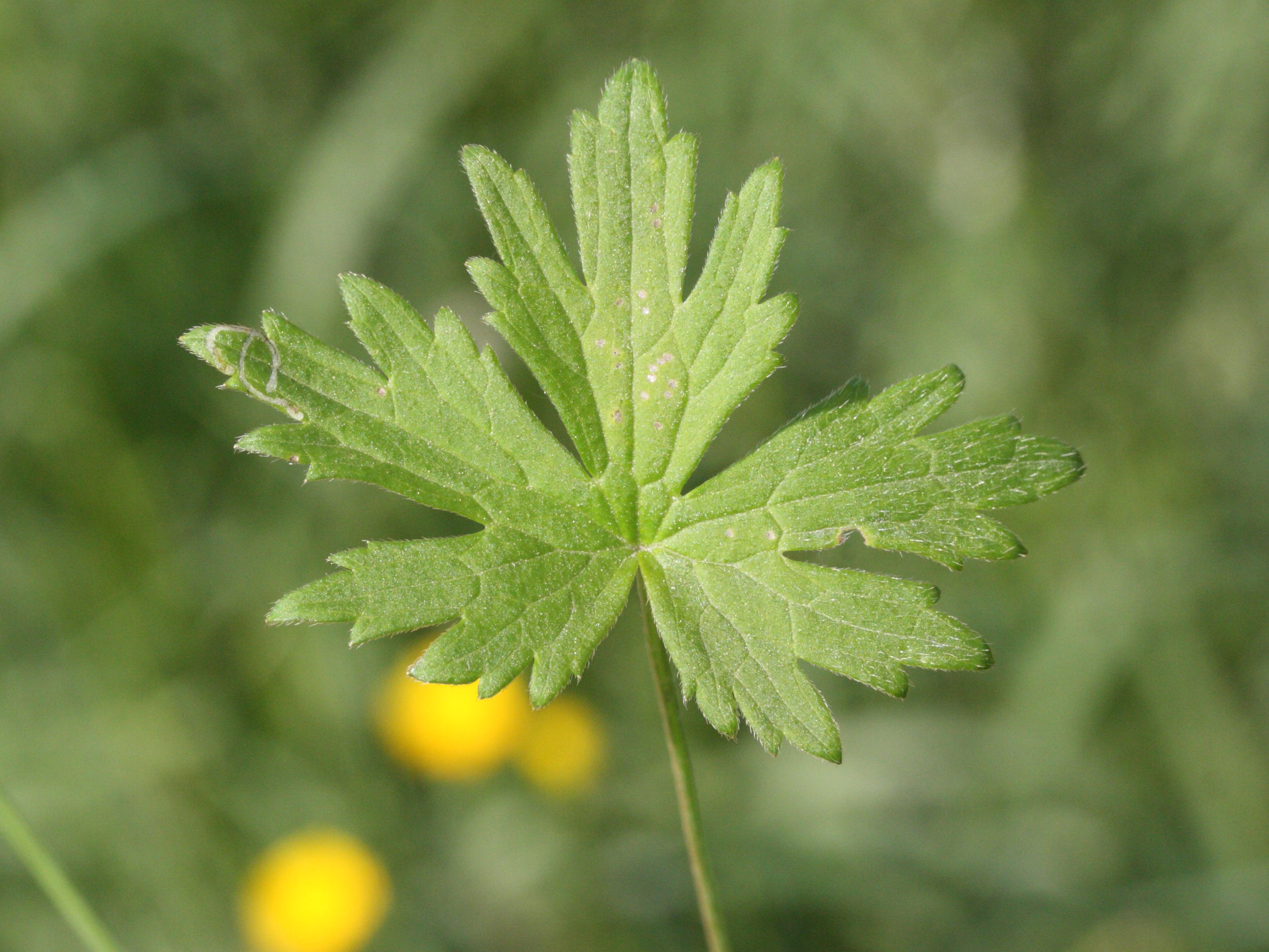 Afficher le média ranunculus_acris2md ranunculus_acris2md