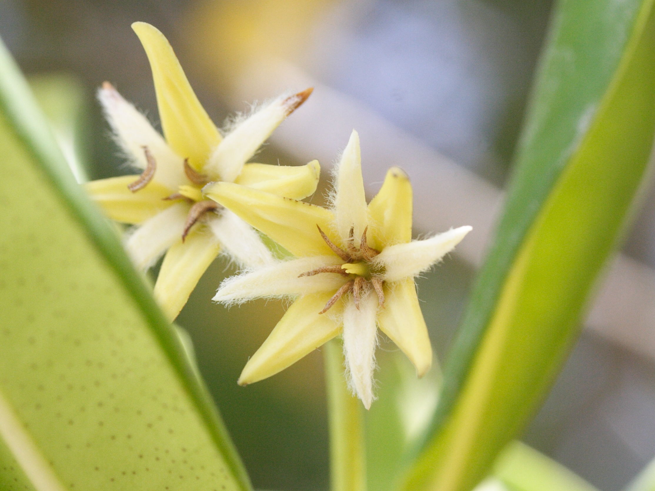 rhizophora_mangle10md