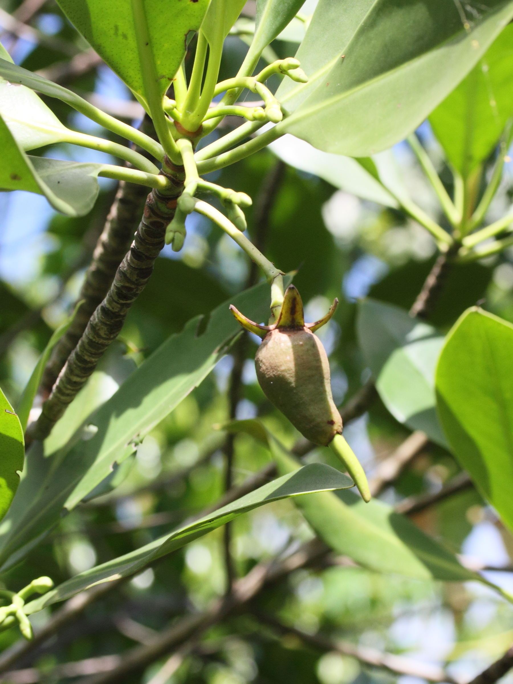 rhizophora_mucronata6md