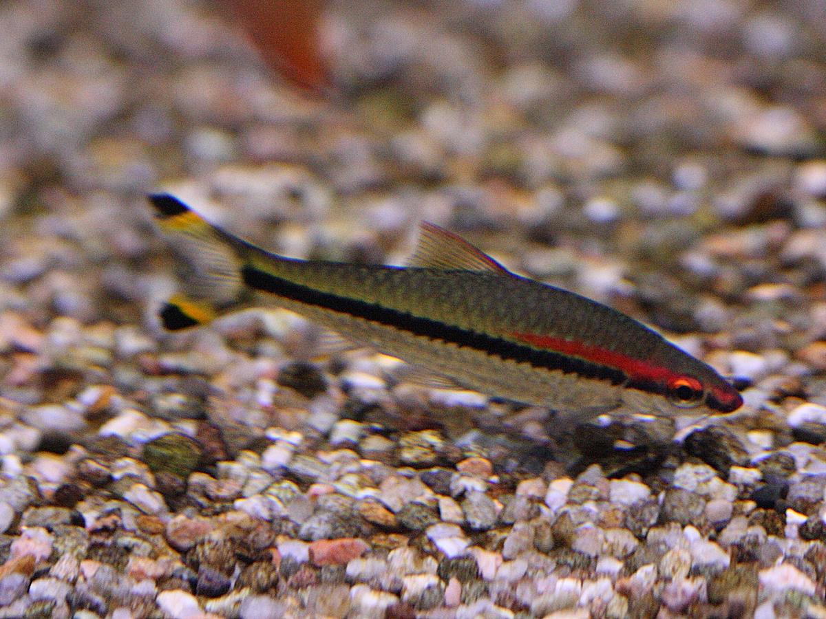 Afficher le média sahyadria_denisonii1bd sahyadria_denisonii1bd