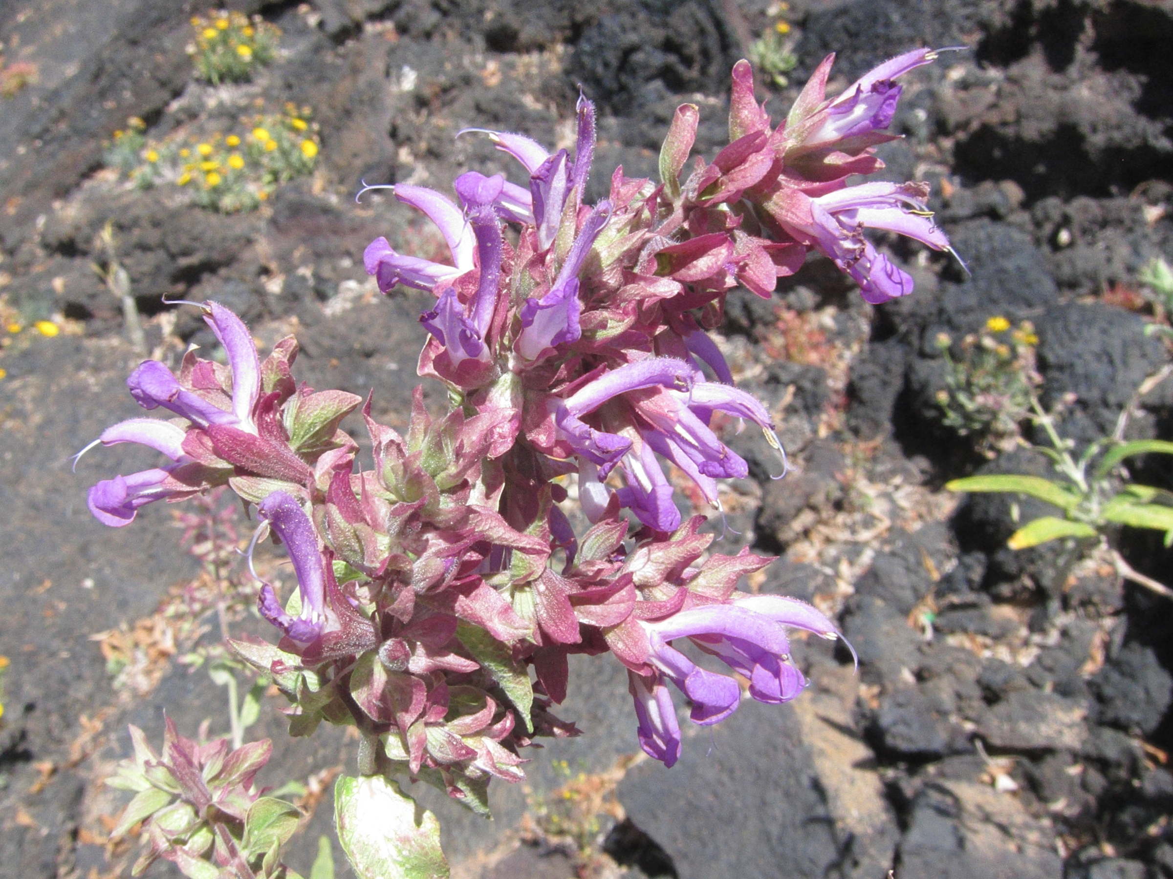 salvia_canariensis2bd