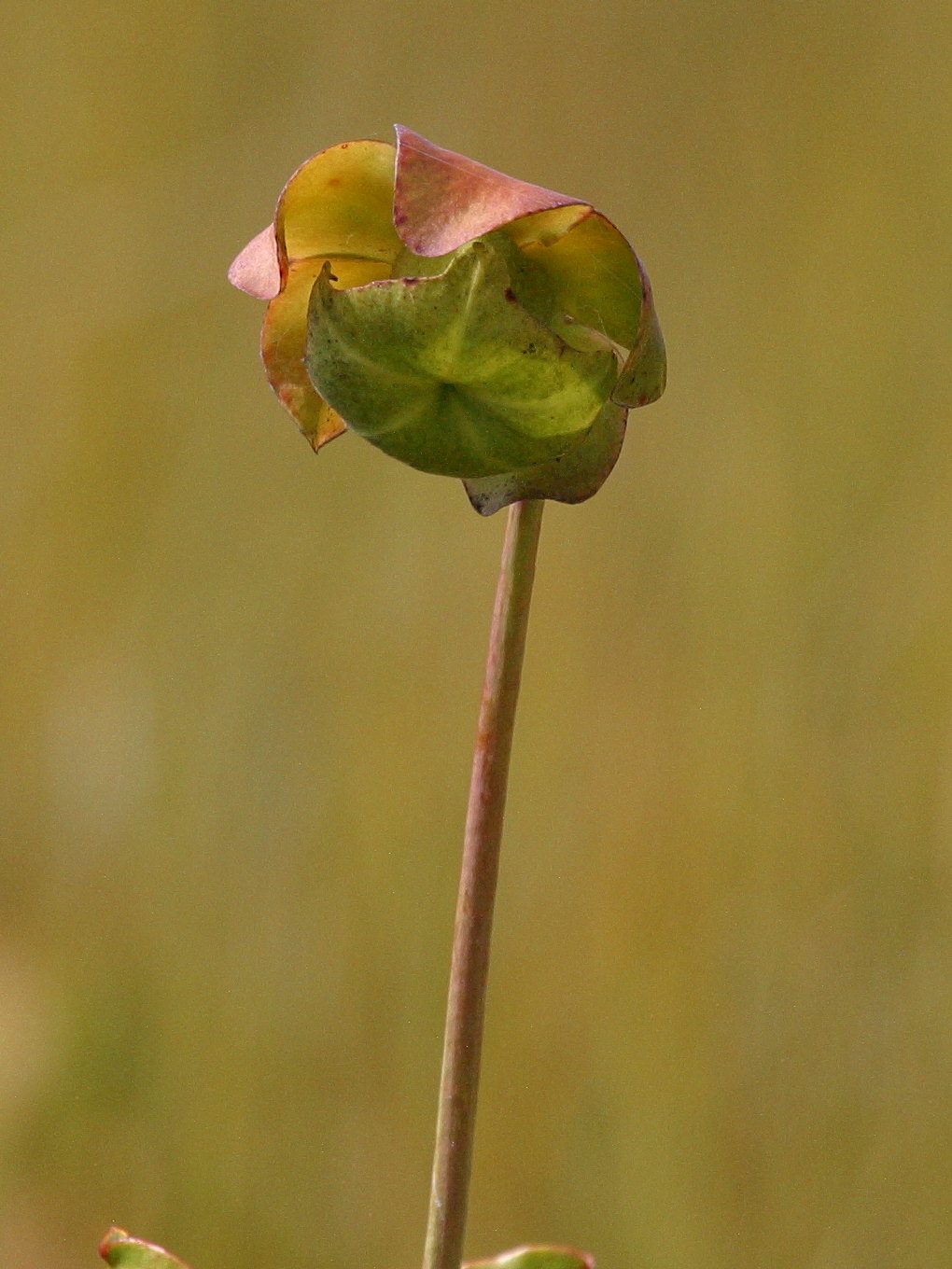 Afficher le média Sarracenia_purpurea Sarracenia_purpurea