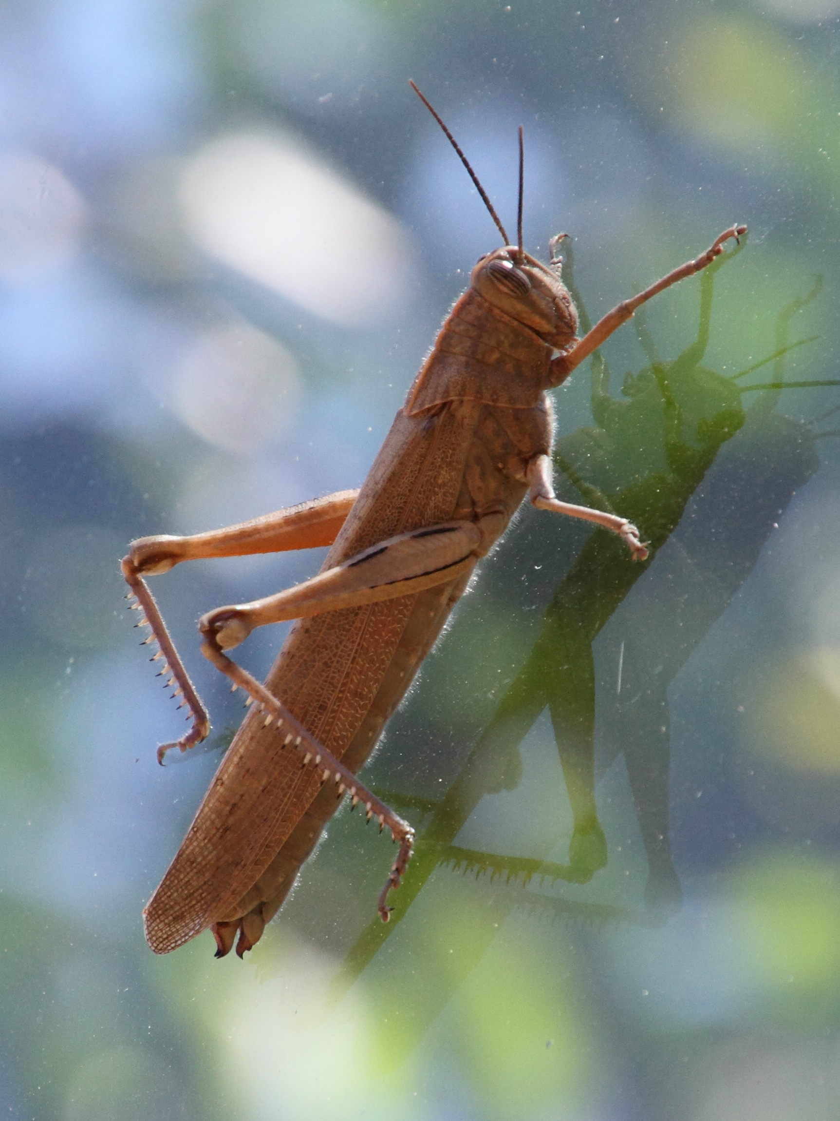 schistocerca_gregaria4md