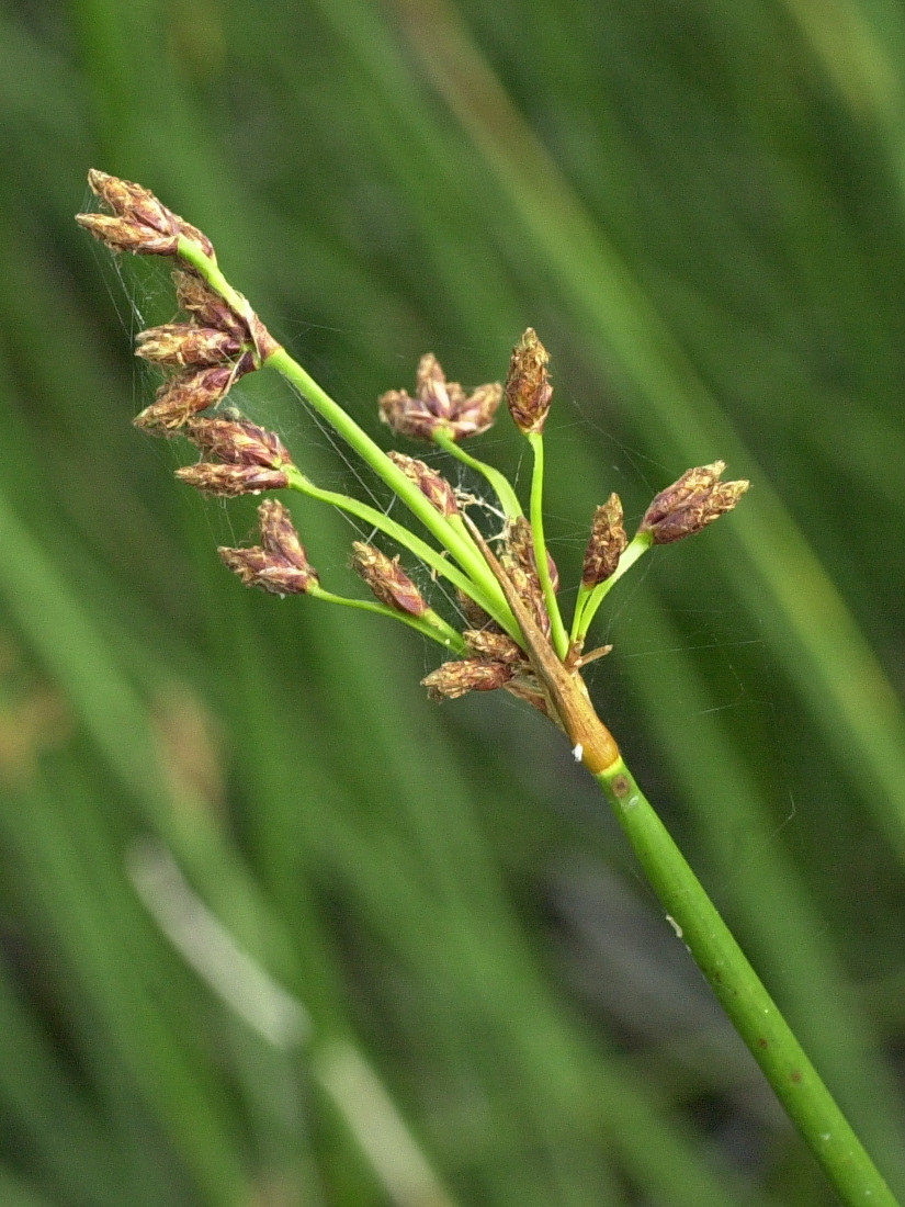 scirpus_lacustris3md