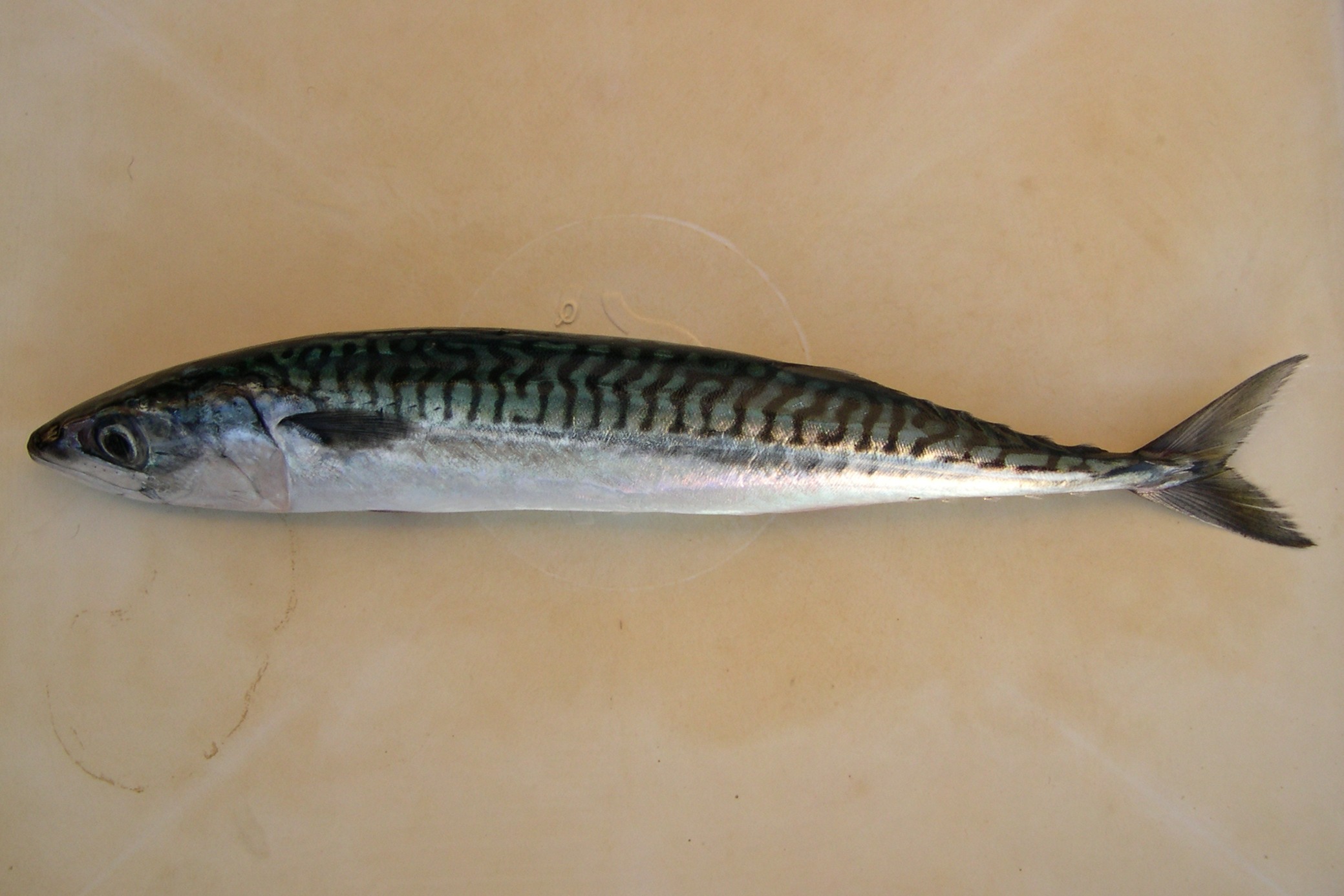 Afficher le média scomber_scombrus1amd scomber_scombrus1amd