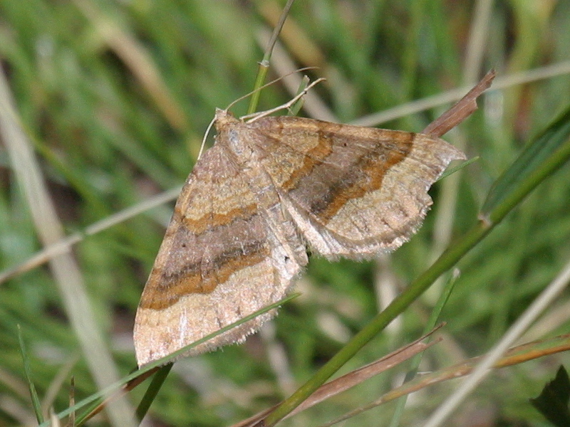 Afficher le média scotopteryx_chenopodiata1bd scotopteryx_chenopodiata1bd