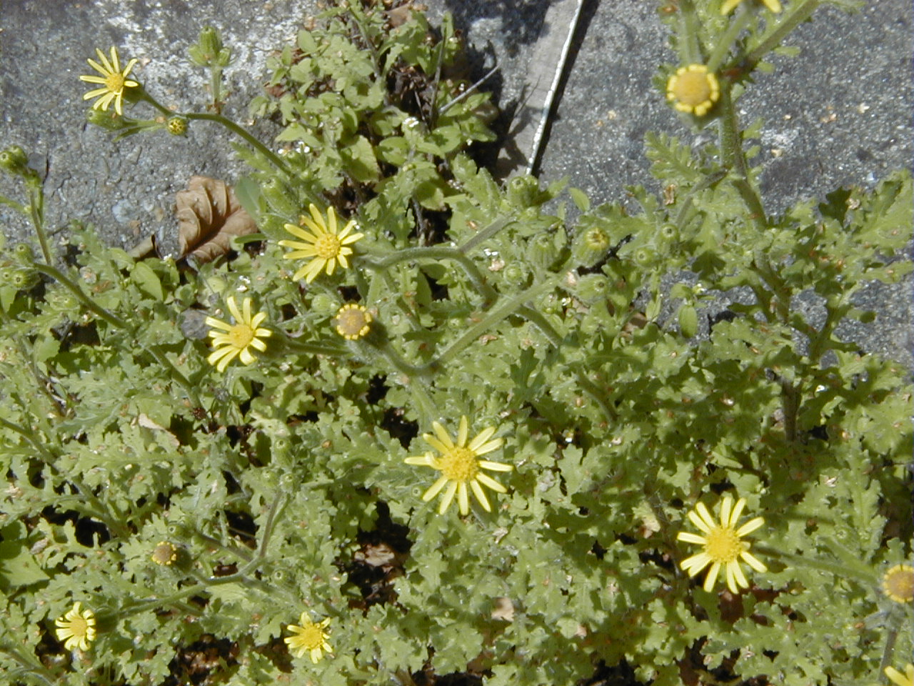 senecio_viscosus5md