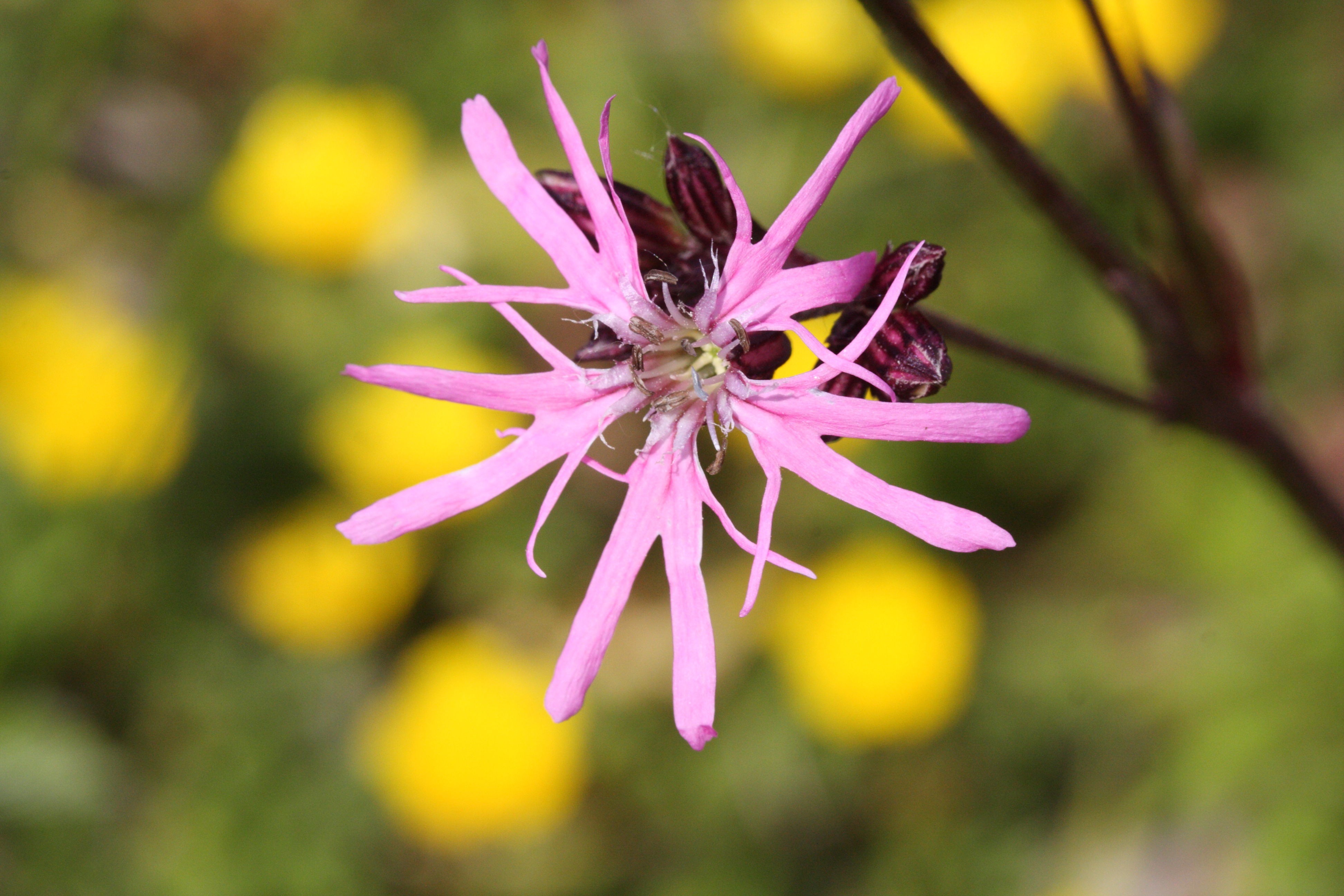 silene_flos-cuculi2md