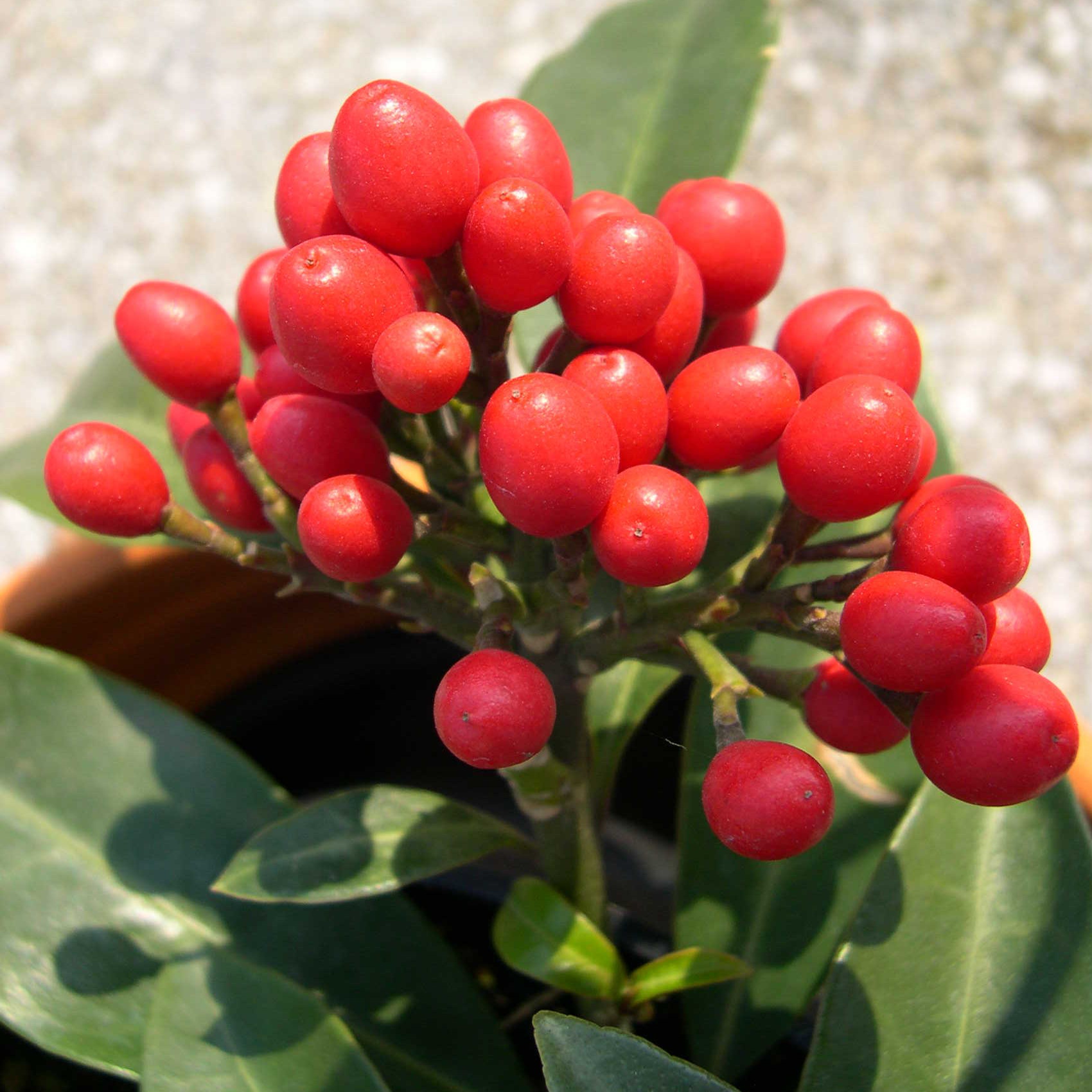 skimmia_japonica4md