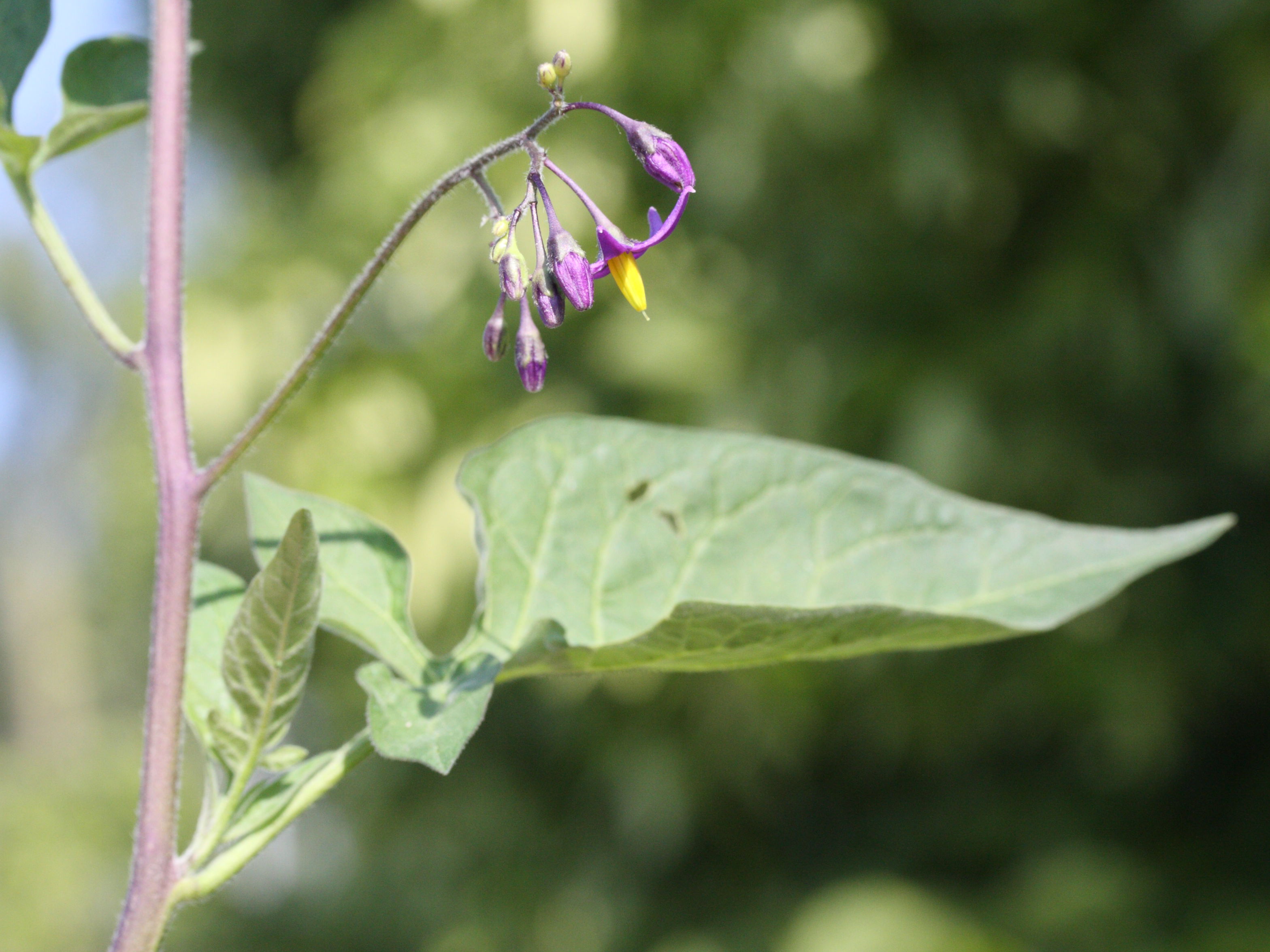 Afficher le média solanum_dulcamara2bmd solanum_dulcamara2bmd