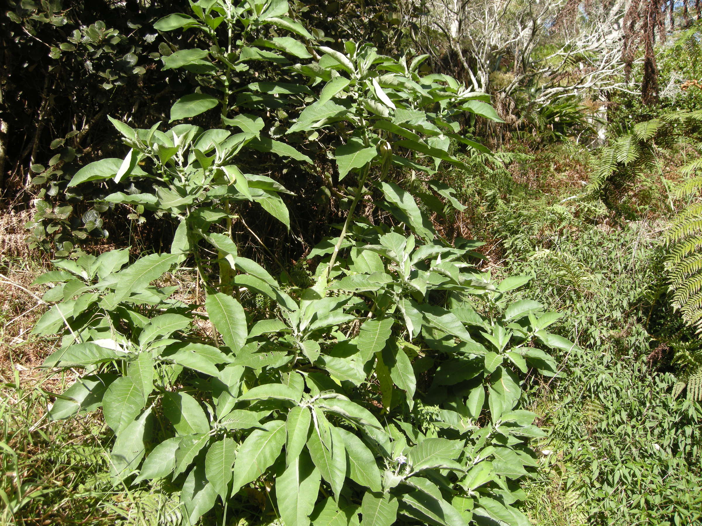 solanum_mauritianum1md
