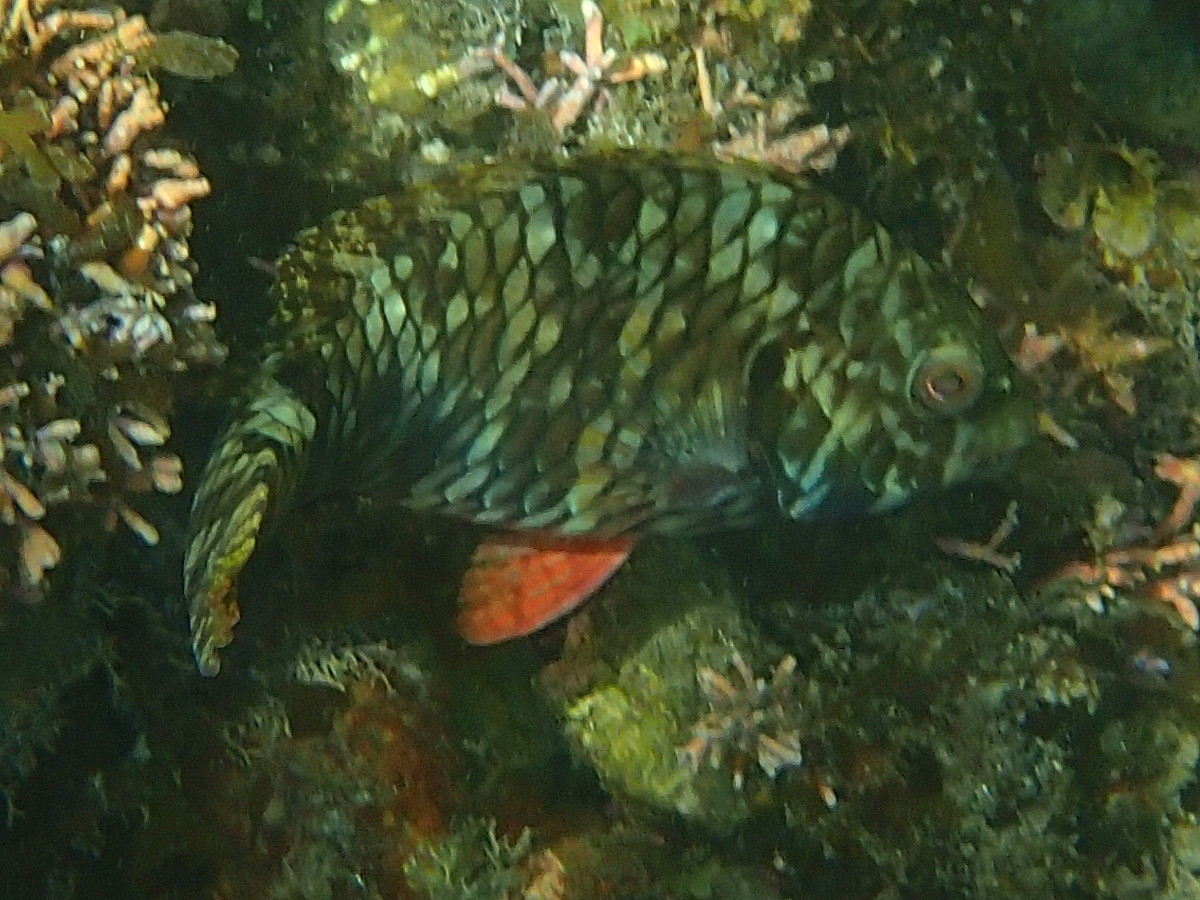 sparisoma_aurofrenatum5sd