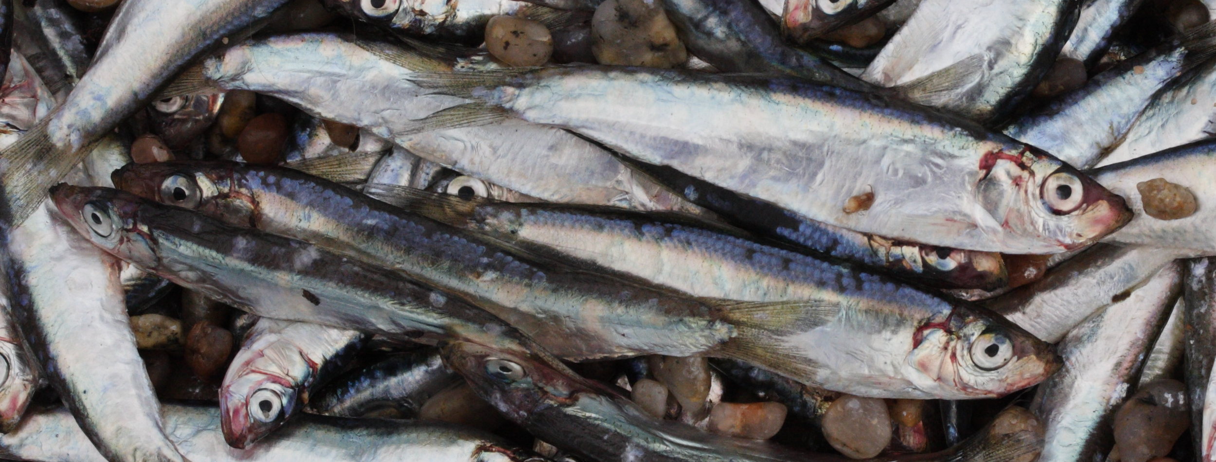 sprattus_sprattus4md