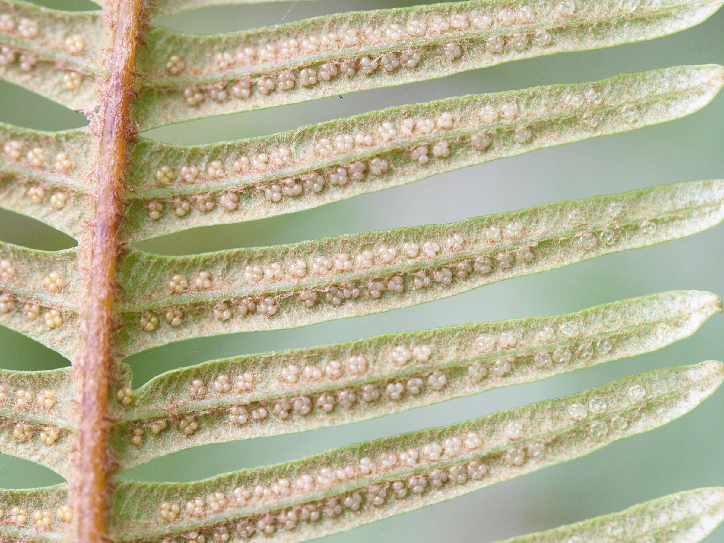 sticherus_bifidus2md