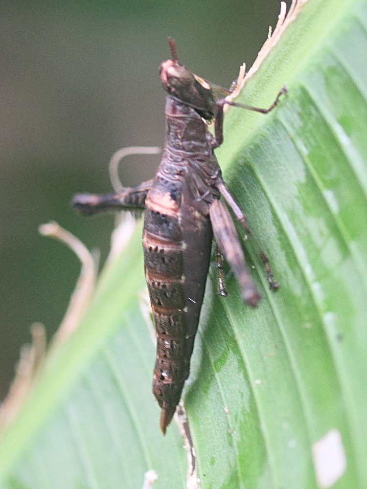 Afficher le média symbellia_mayotteana2md symbellia_mayotteana2md