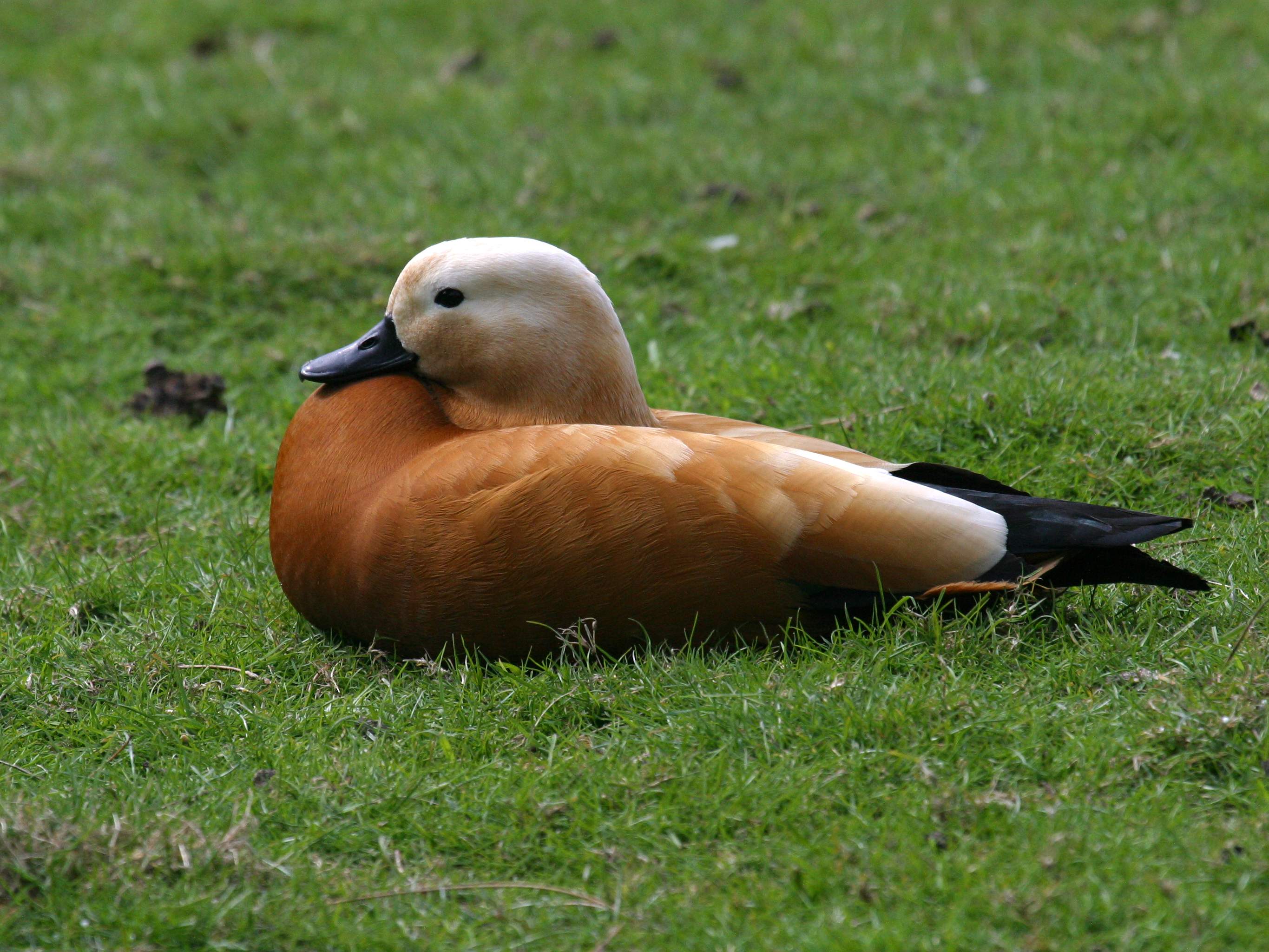 tadorne_casarca_-_tadorna_ferruginea2abd