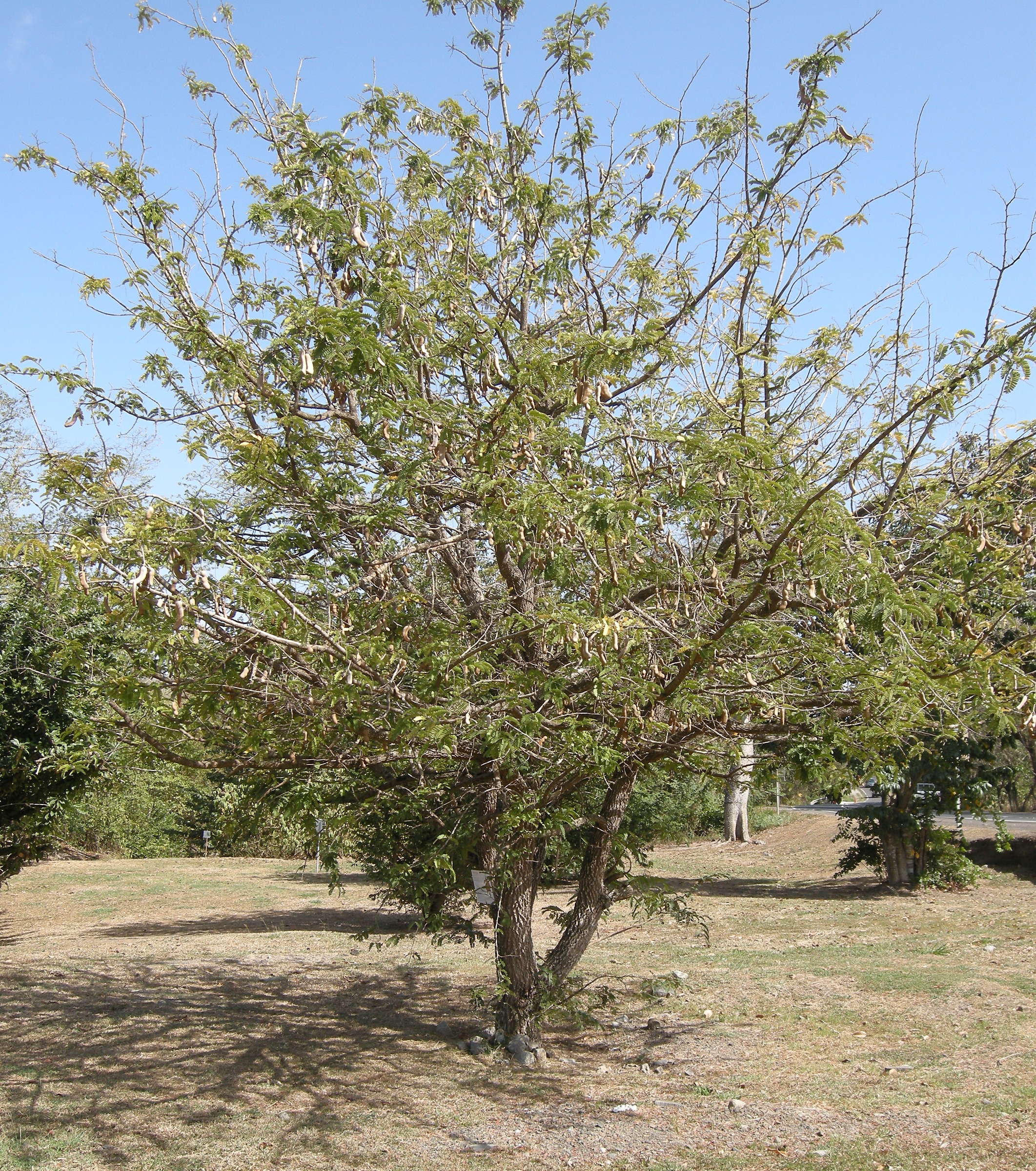 Afficher le média tamarindus_indica1md tamarindus_indica1md