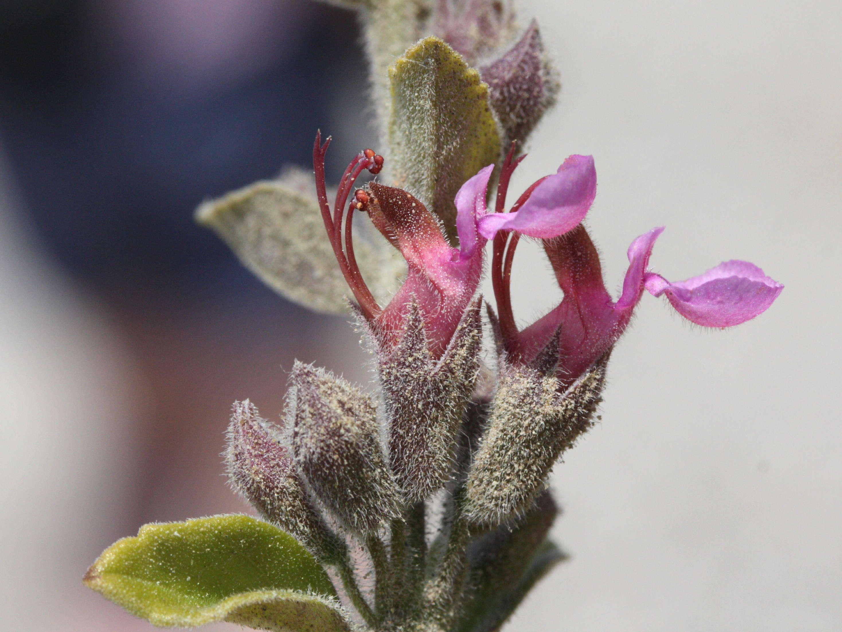 Afficher le média teucrium_divaricatum2md teucrium_divaricatum2md