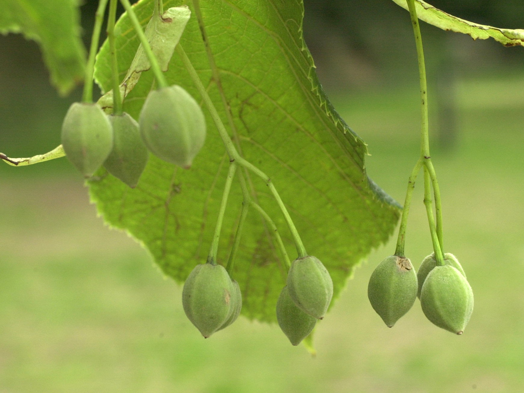 Afficher le média tilia_platyphyllos4md tilia_platyphyllos4md