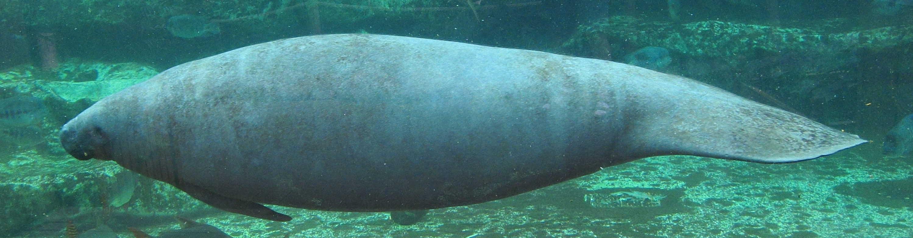 Afficher le média trichechus_manatus1bd trichechus_manatus1bd