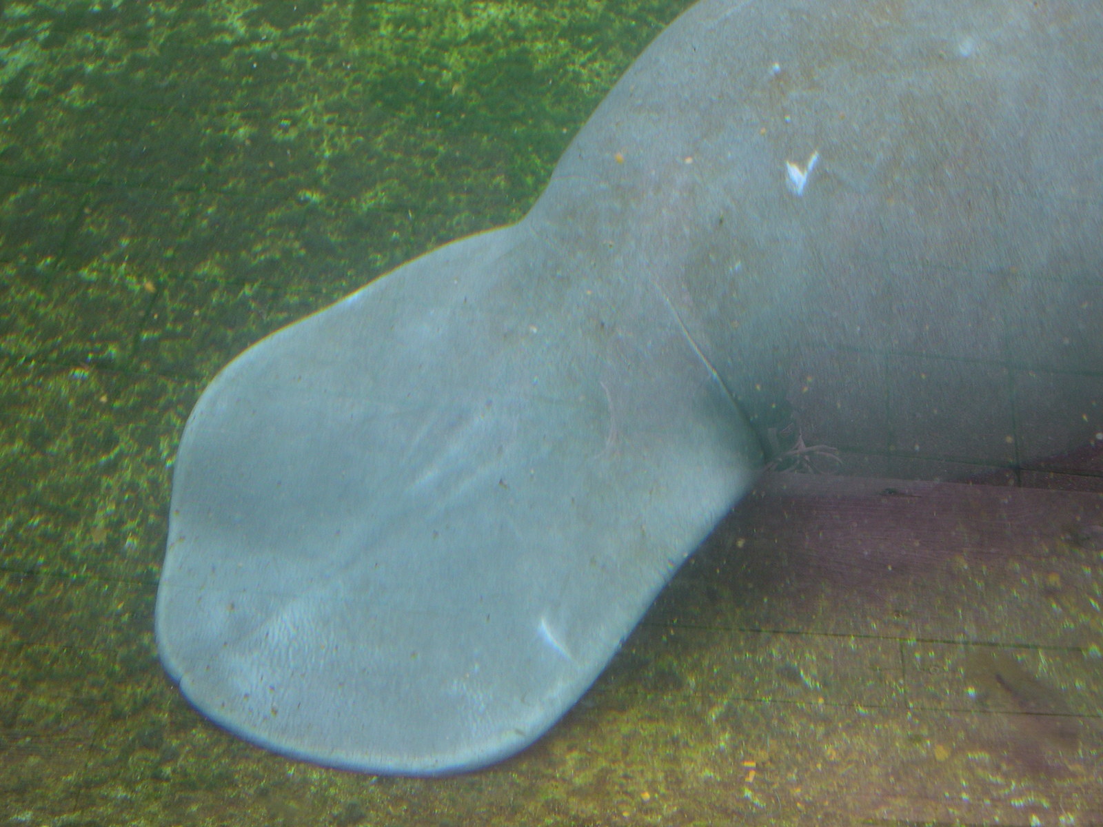 Afficher le média trichechus_manatus4md trichechus_manatus4md